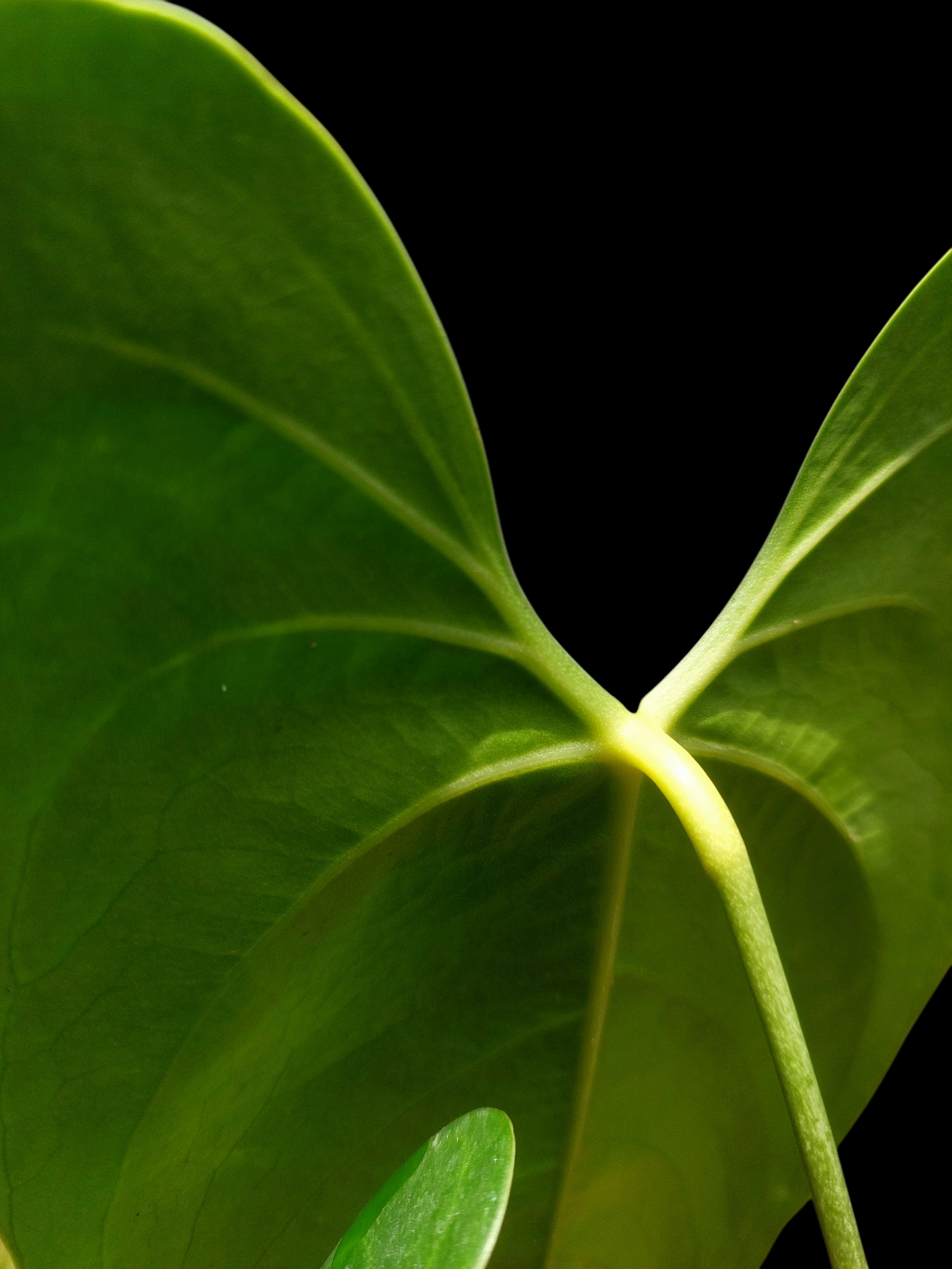 Anthurium sp. 'Shapaja Silver'  (EXACT PLANT)