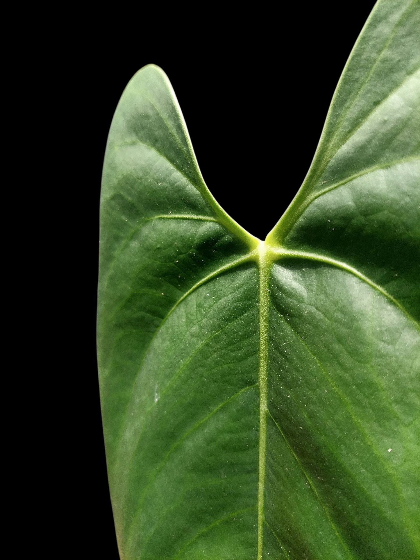 Anthurium sp. 'Shapaja Silver'  (EXACT PLANT)