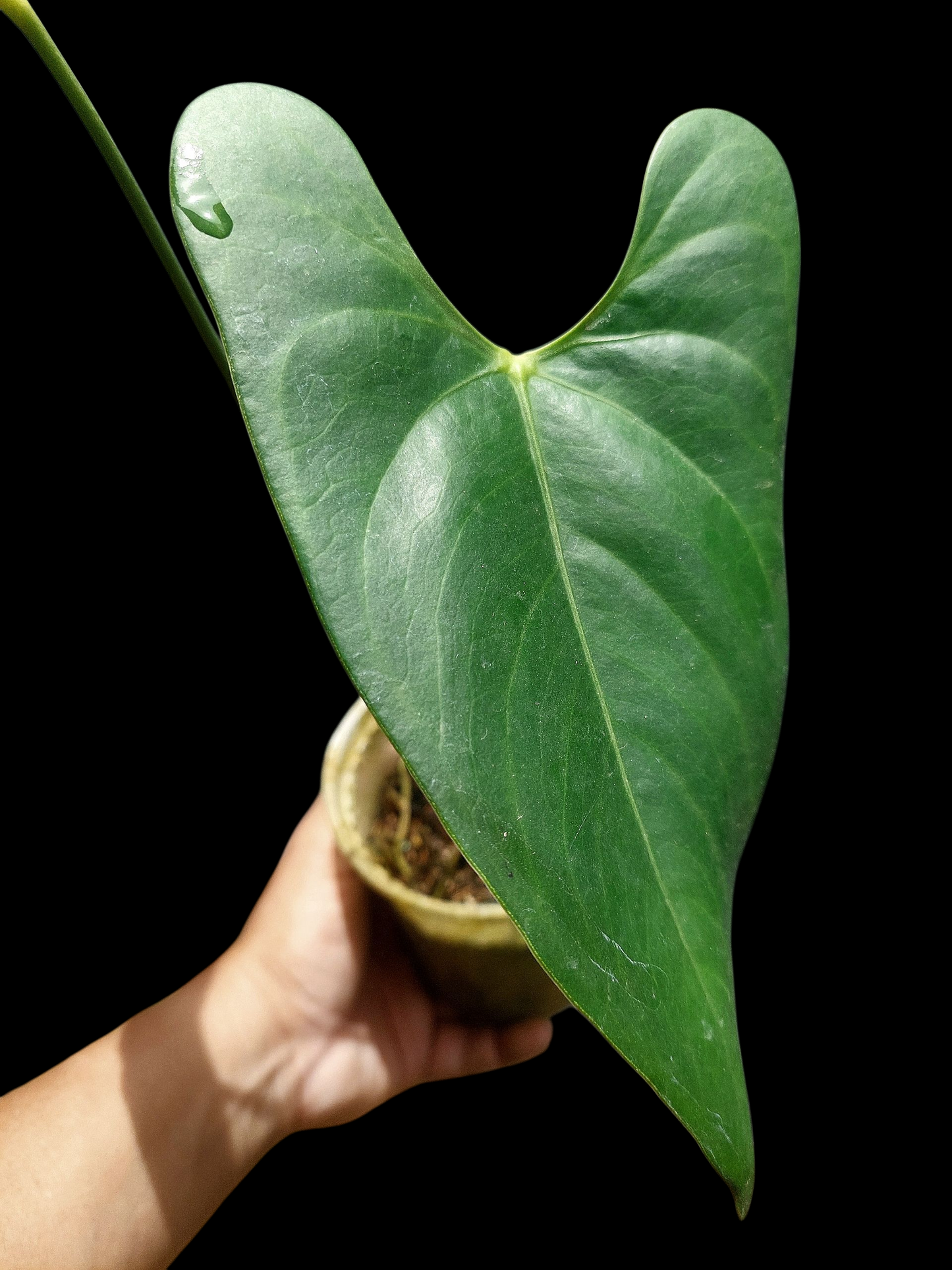 Anthurium sp. 'Shapaja Silver'  (EXACT PLANT)