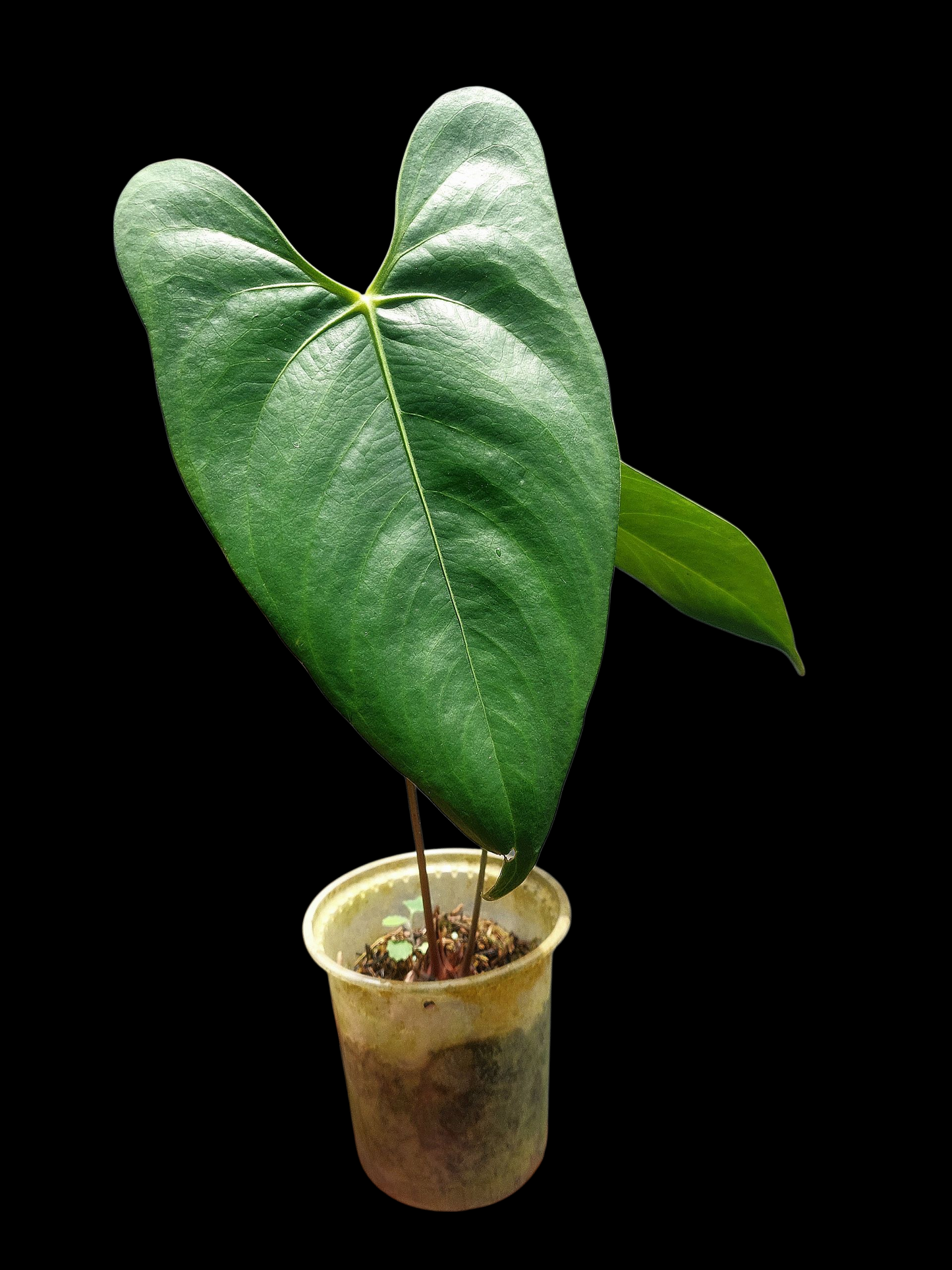 Anthurium sp. 'Shapaja Silver'  (EXACT PLANT)