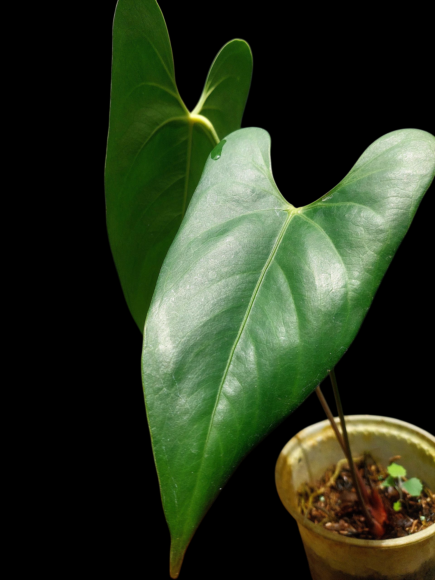 Anthurium sp. 'Shapaja Silver'  (EXACT PLANT)