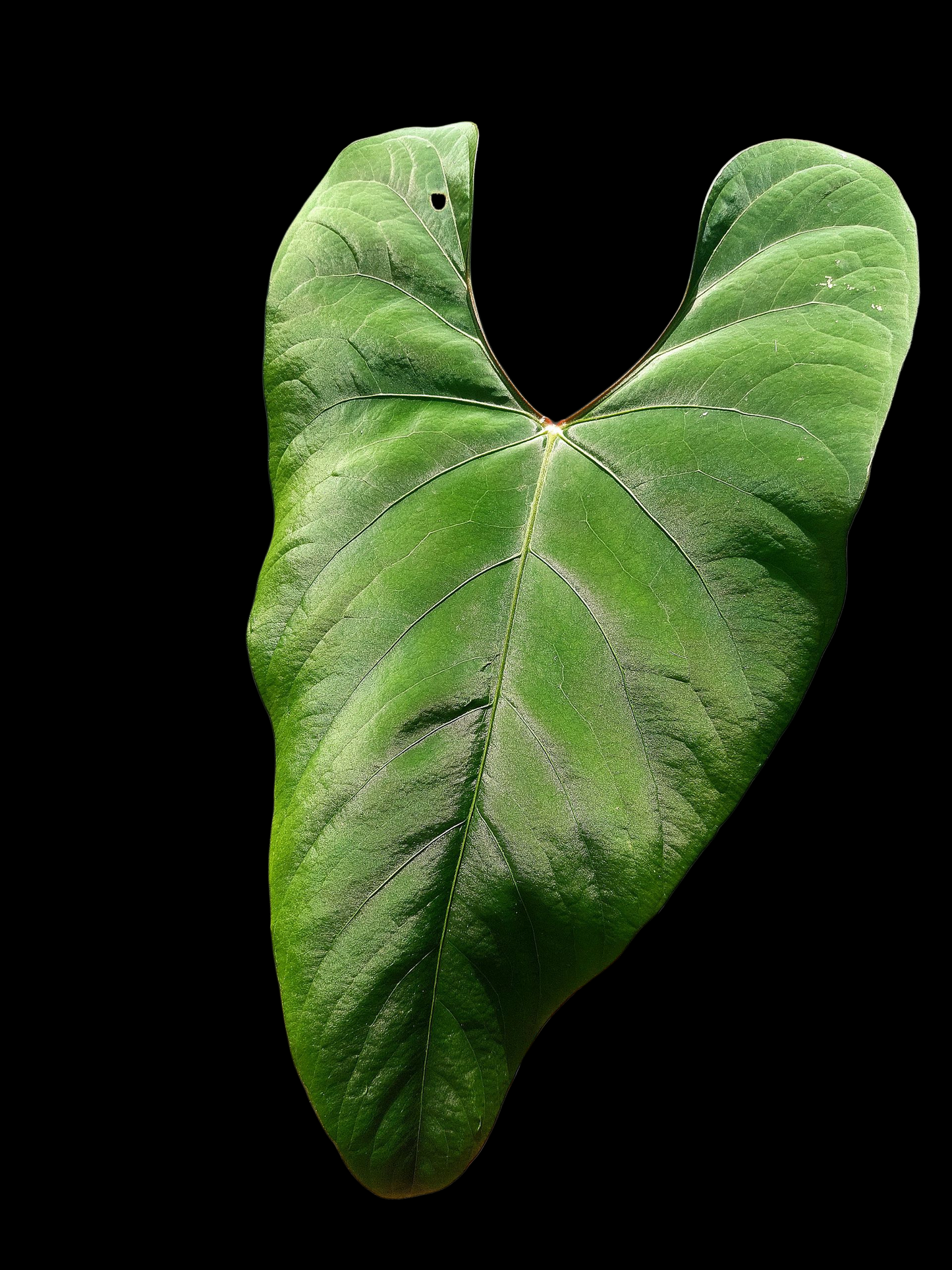 Anthurium sp. 'Huanuco Velvet' BIG PLANT (EXACT PLANT)