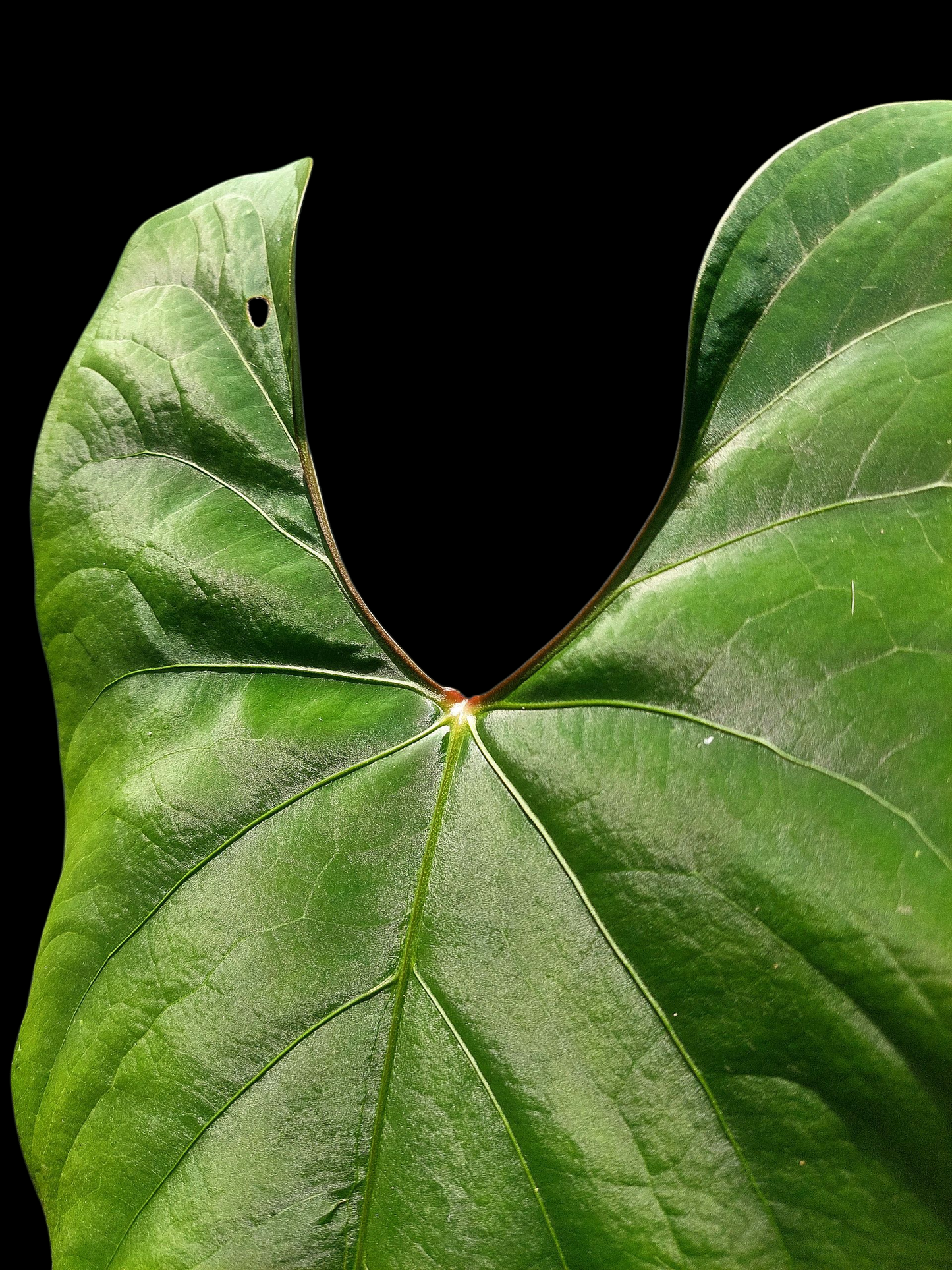 Anthurium sp. 'Huanuco Velvet' BIG PLANT (EXACT PLANT)