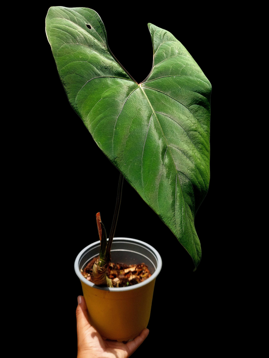 Anthurium sp. 'Huanuco Velvet' BIG PLANT (EXACT PLANT)