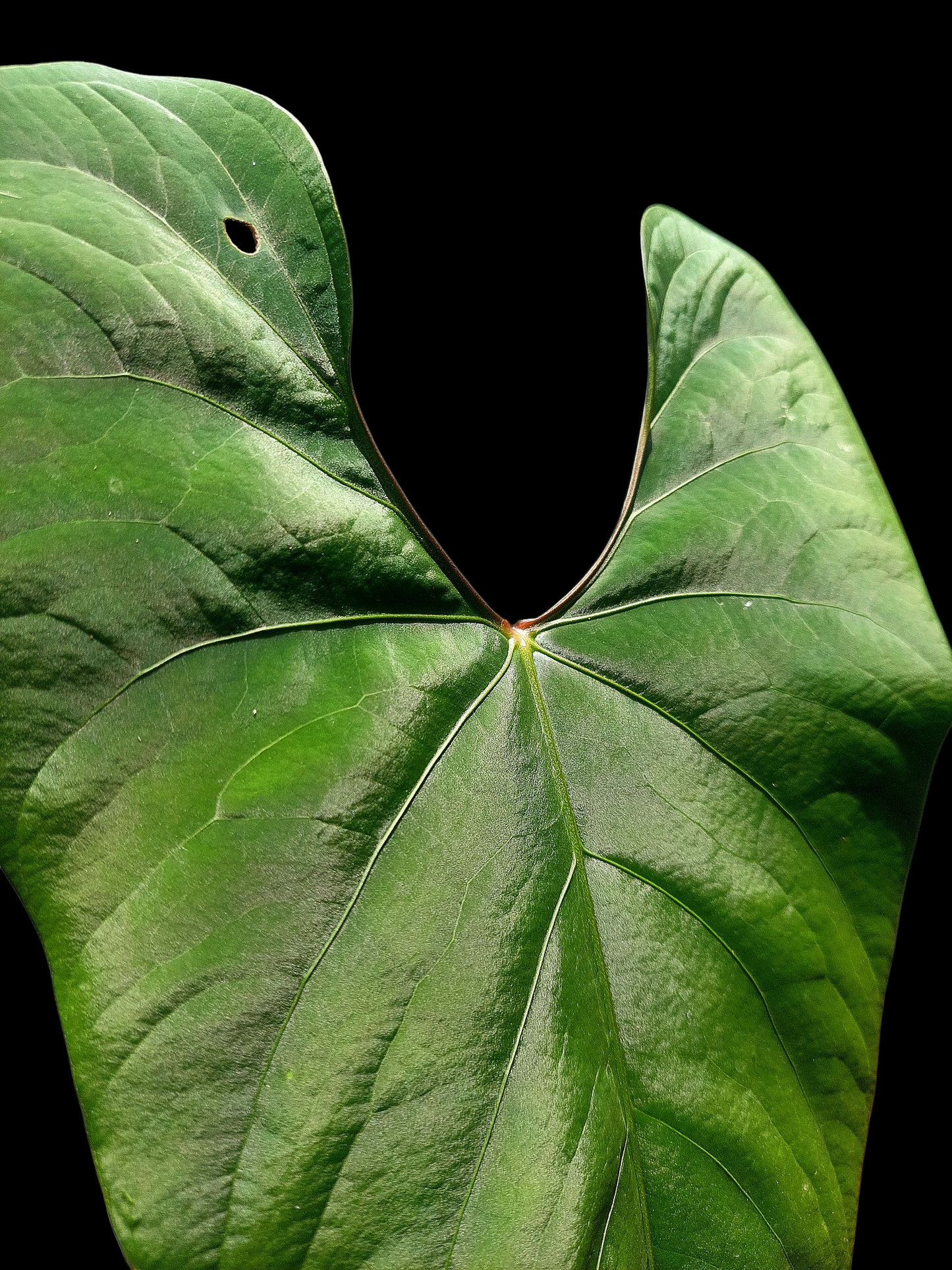 Anthurium sp. 'Huanuco Velvet' BIG PLANT (EXACT PLANT)