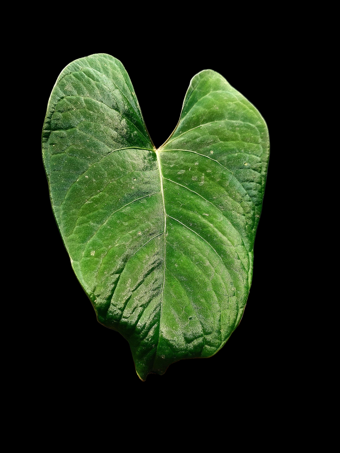 Anthurium sp. 'Huanuco Velvet' (EXACT PLANT)