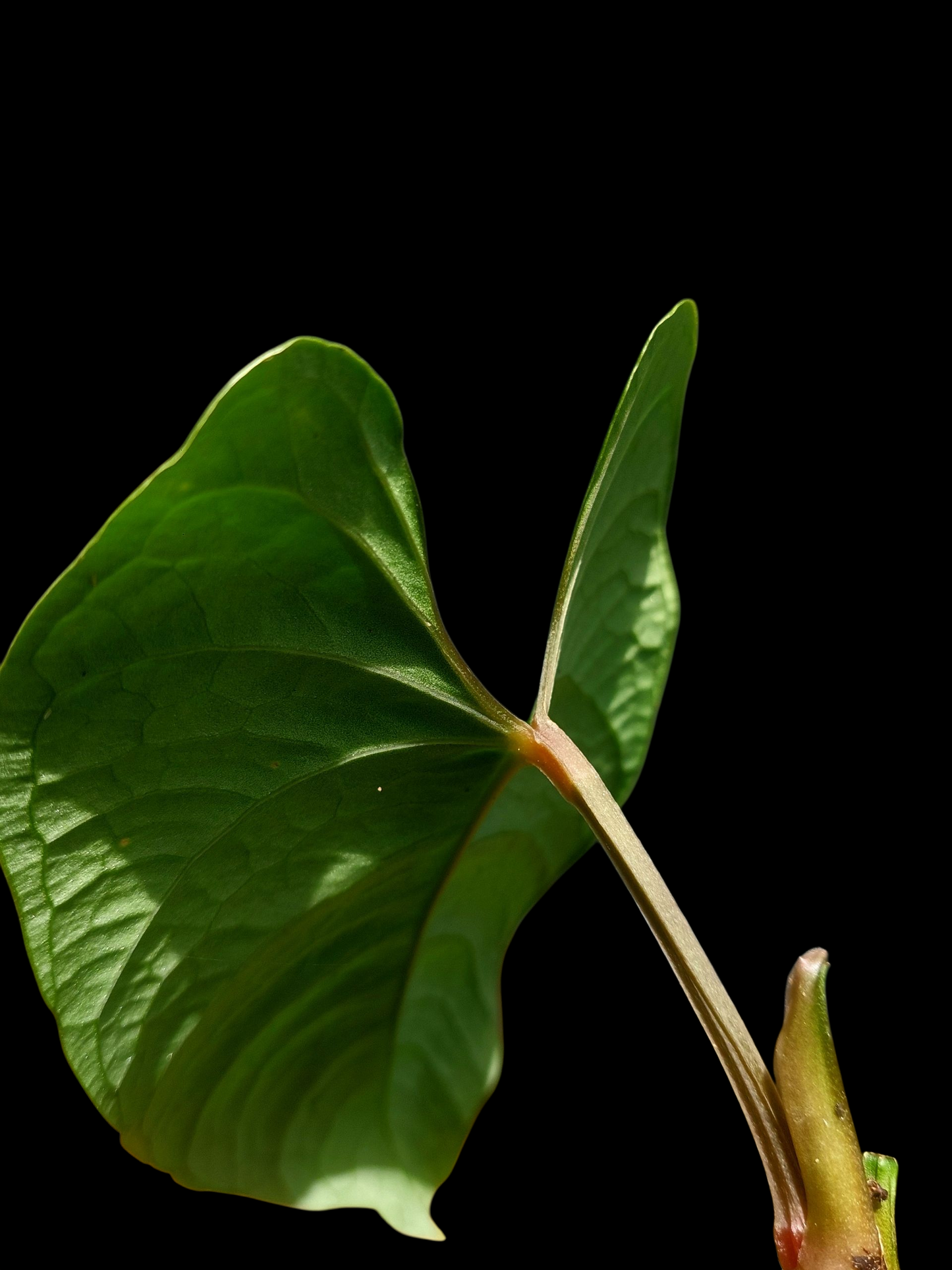 Anthurium sp. 'Huanuco Velvet' (EXACT PLANT)