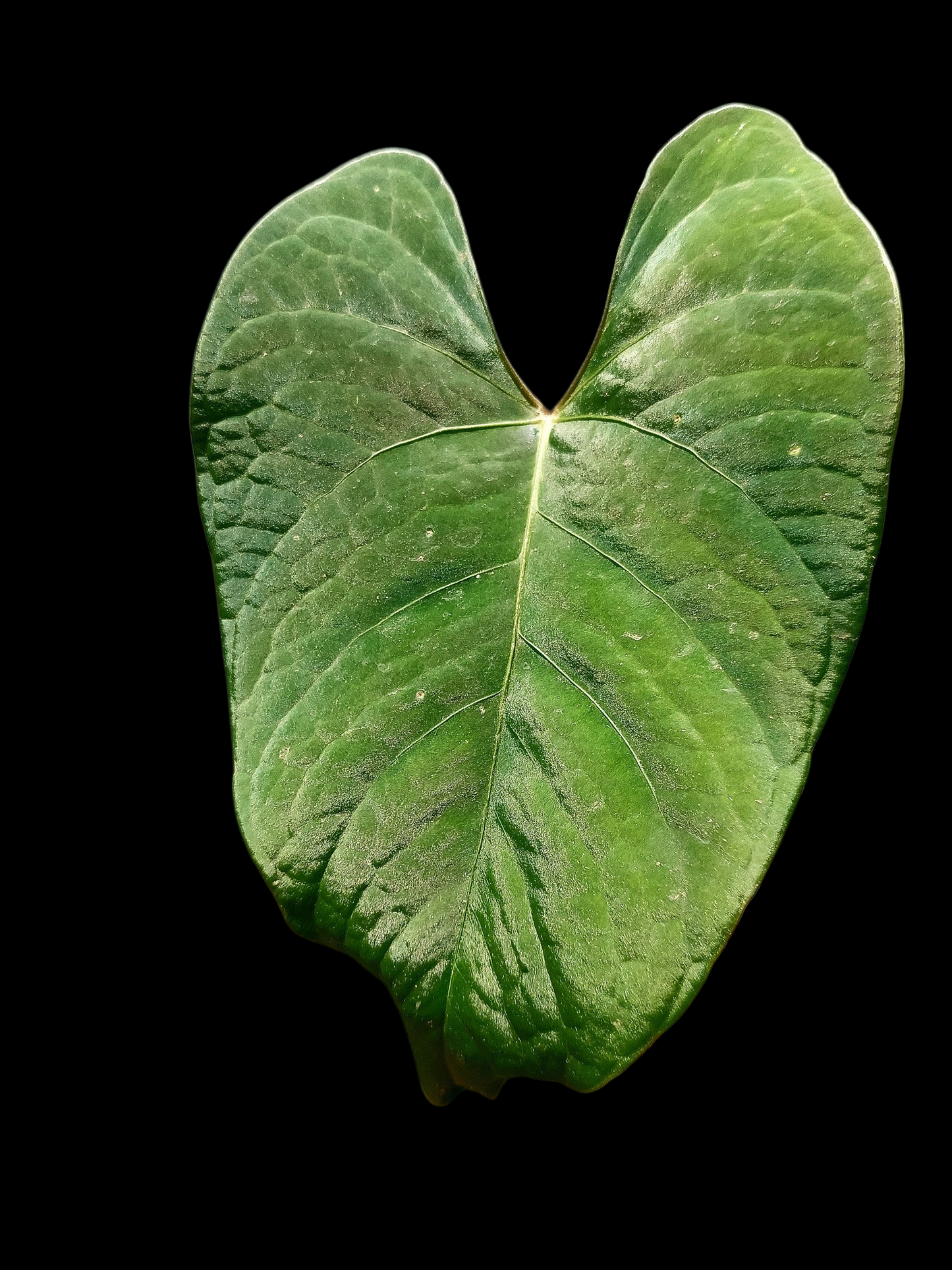 Anthurium sp. 'Huanuco Velvet' (EXACT PLANT)