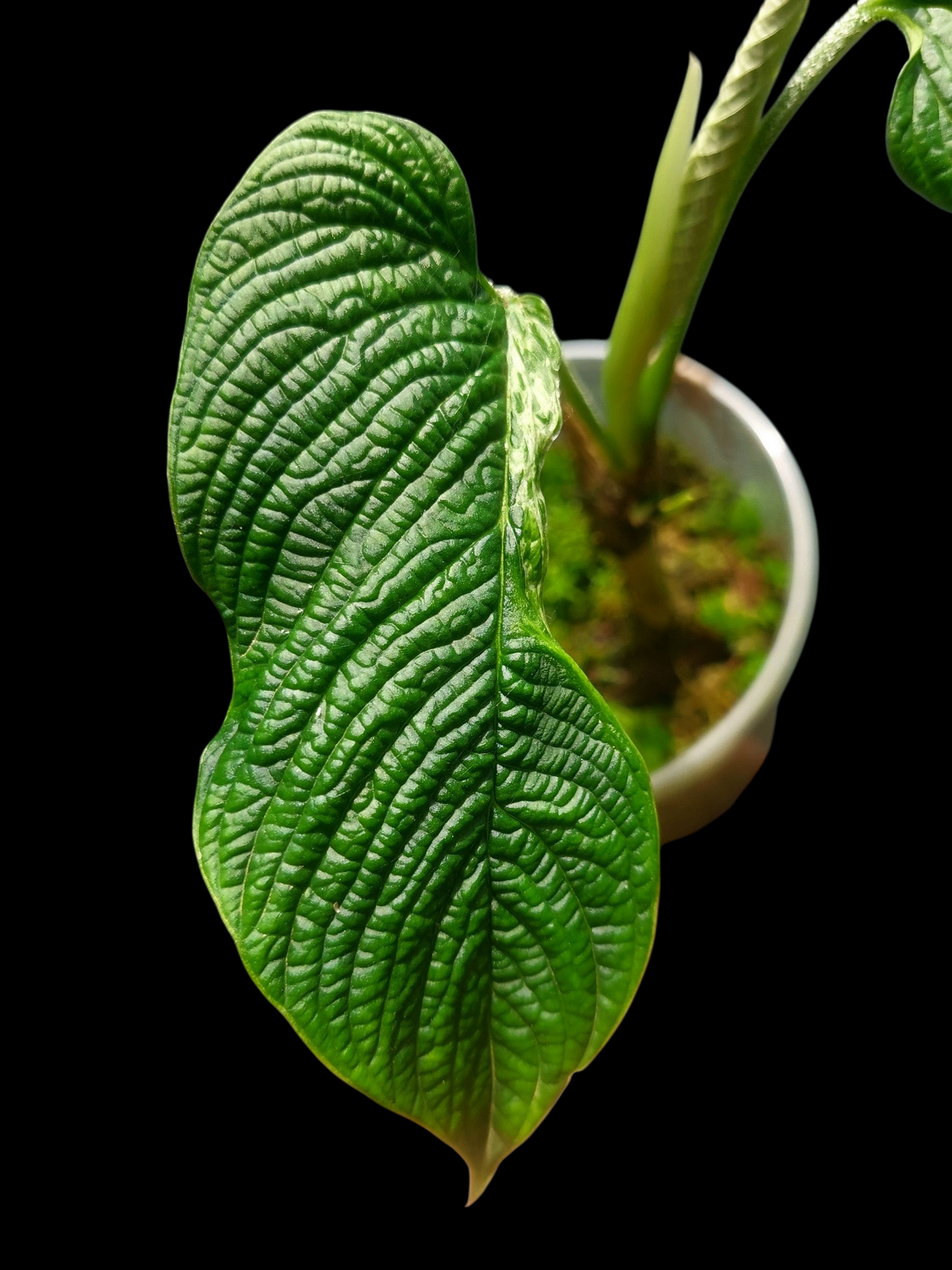 Philodendron Lynnhannoniae Special Phenotype (EXACT PLANT)