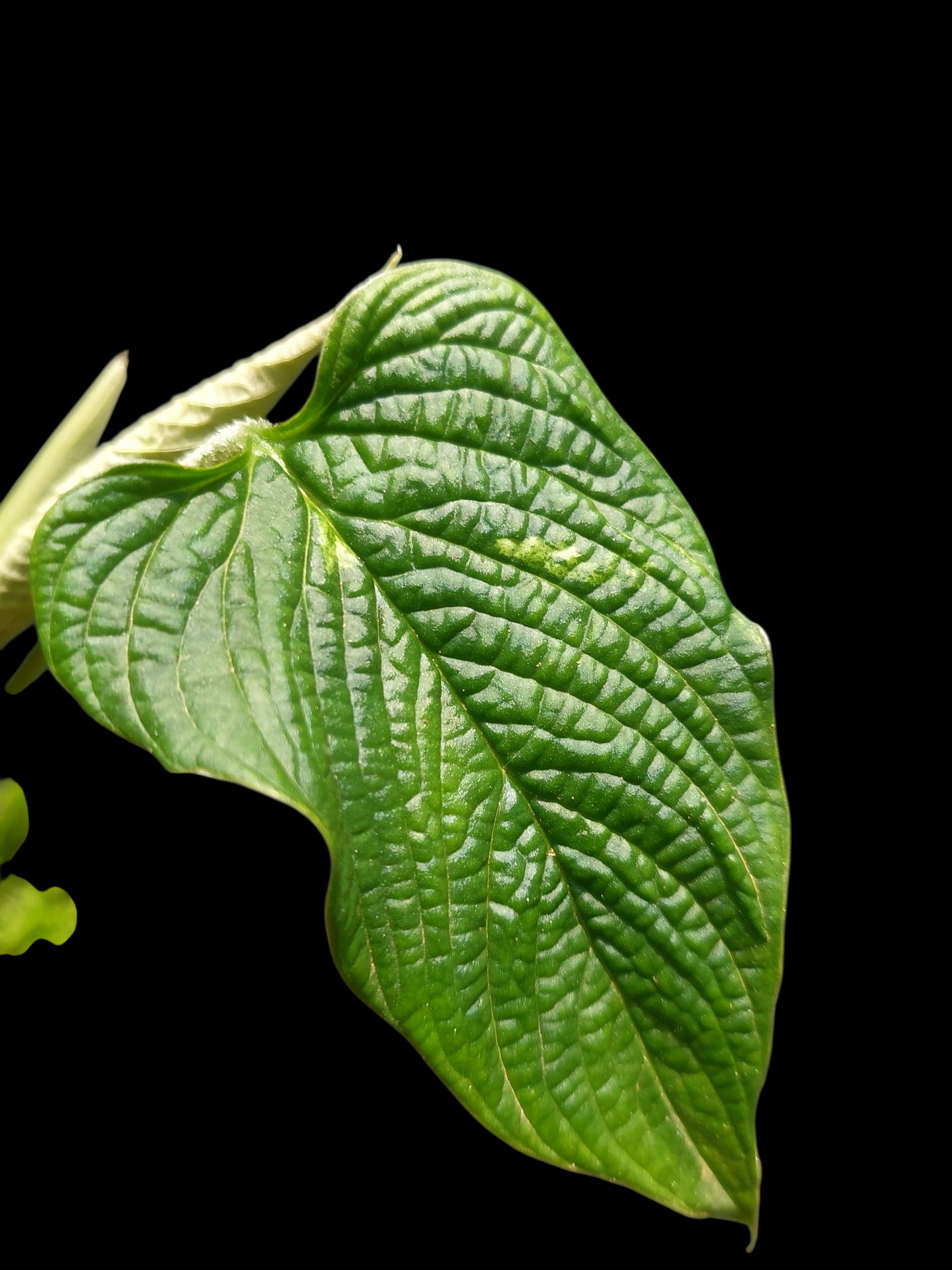 Philodendron Lynnhannoniae Special Phenotype (EXACT PLANT)