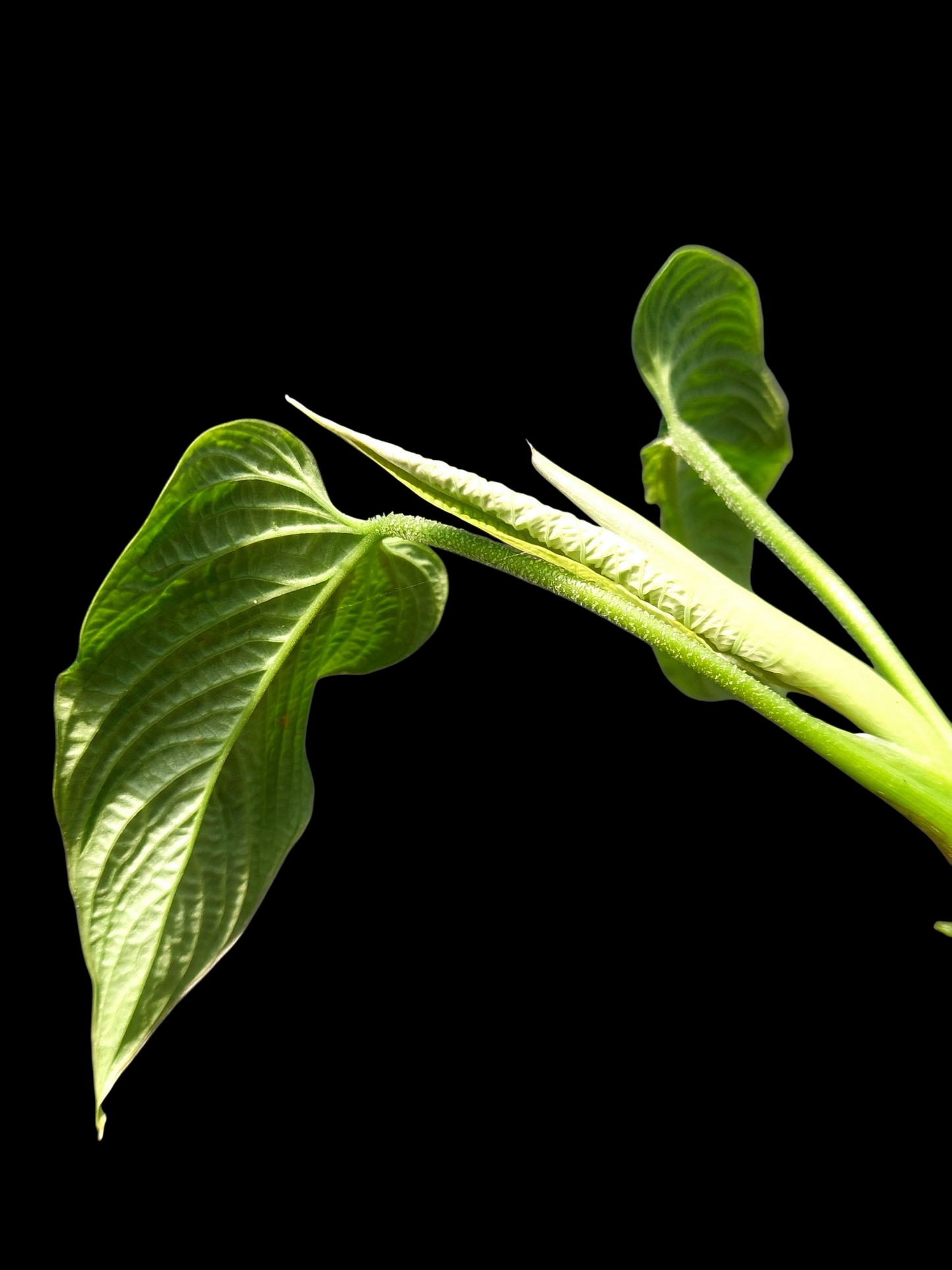Philodendron Lynnhannoniae Special Phenotype (EXACT PLANT)