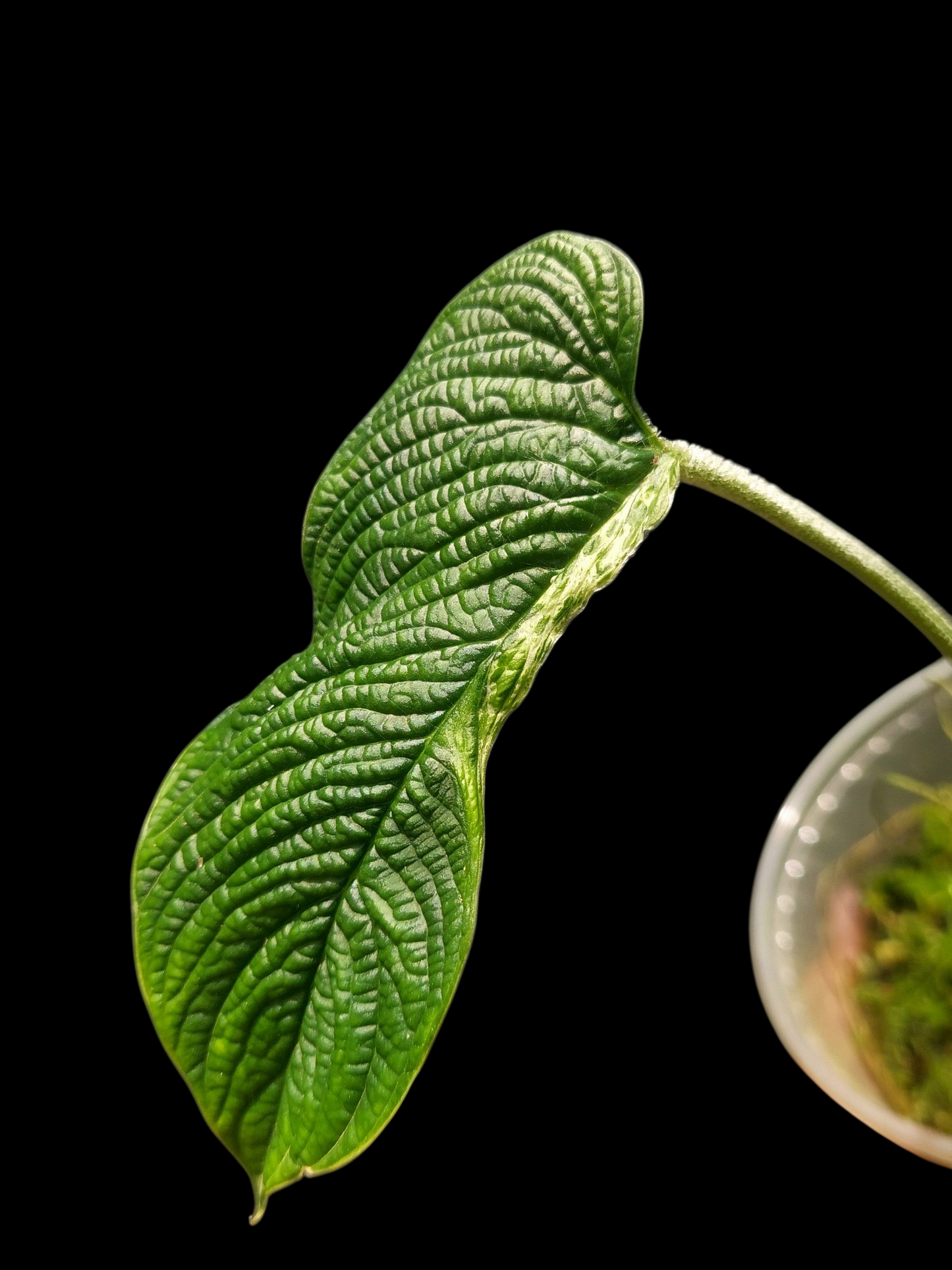 Philodendron Lynnhannoniae Special Phenotype (EXACT PLANT)