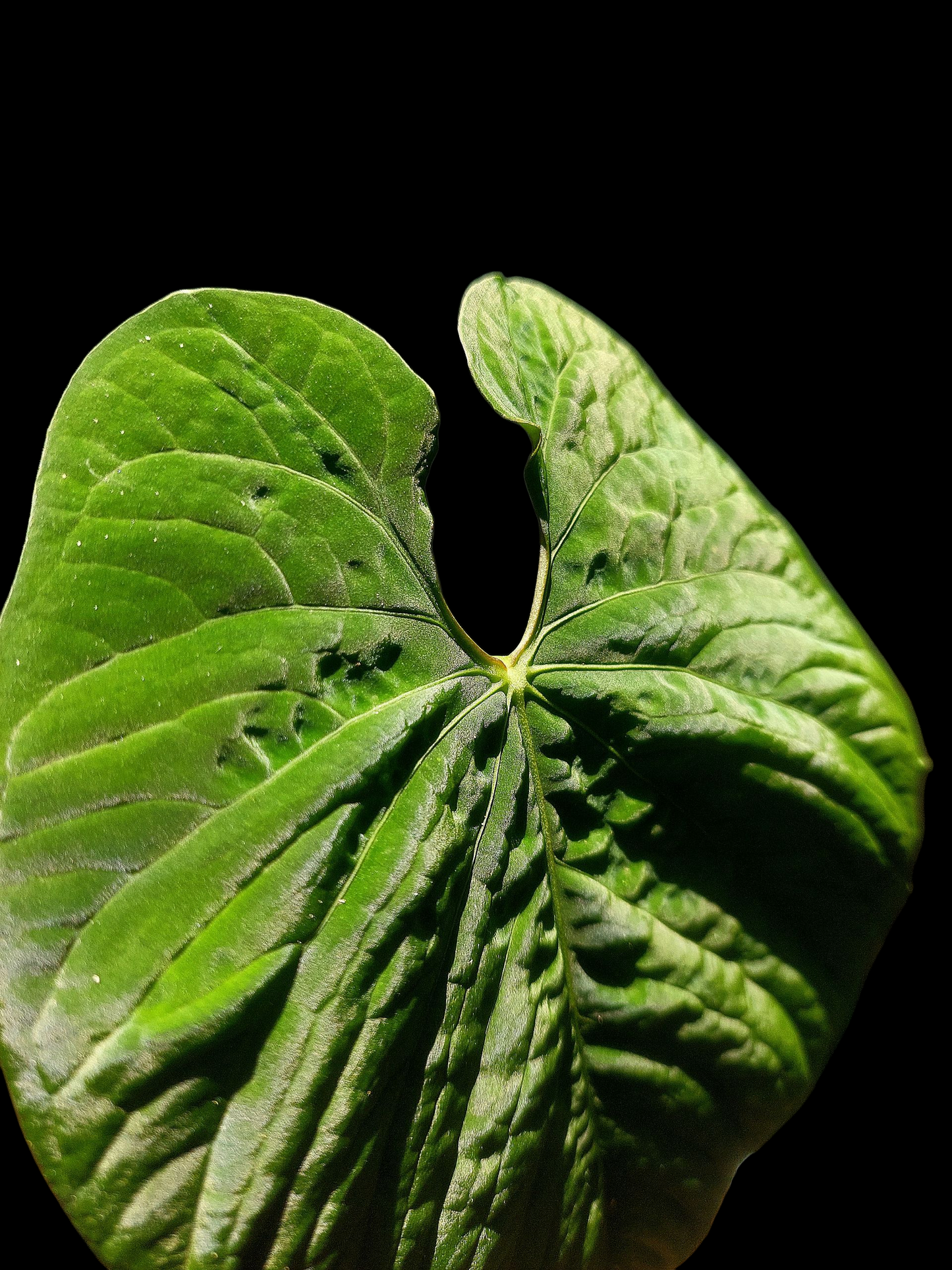 Anthurium Sp. 'Purple' BIG PLANT (EXACT PLANT)