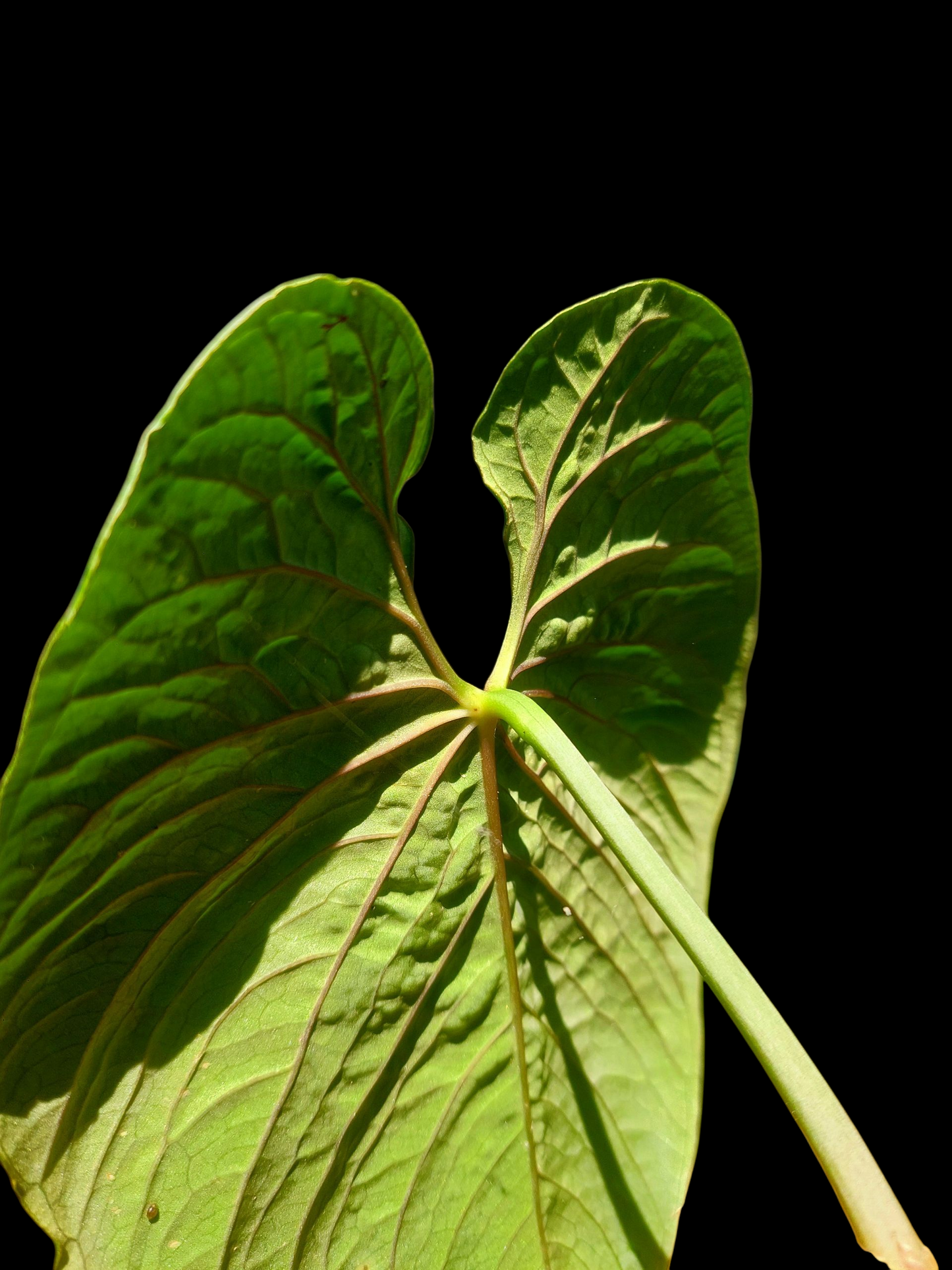 Anthurium Sp. 'Purple' BIG PLANT (EXACT PLANT)