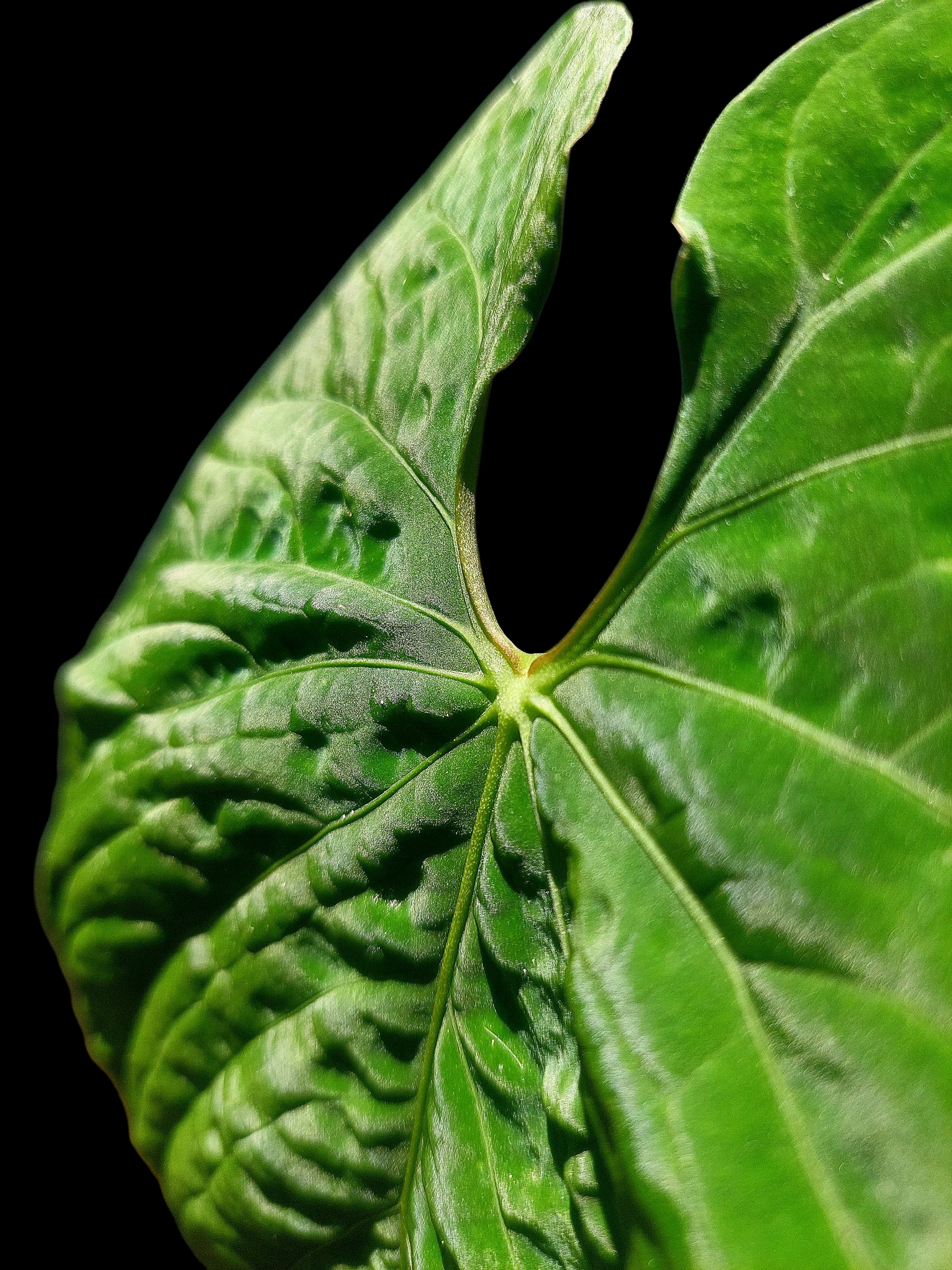 Anthurium Sp. 'Purple' BIG PLANT (EXACT PLANT)
