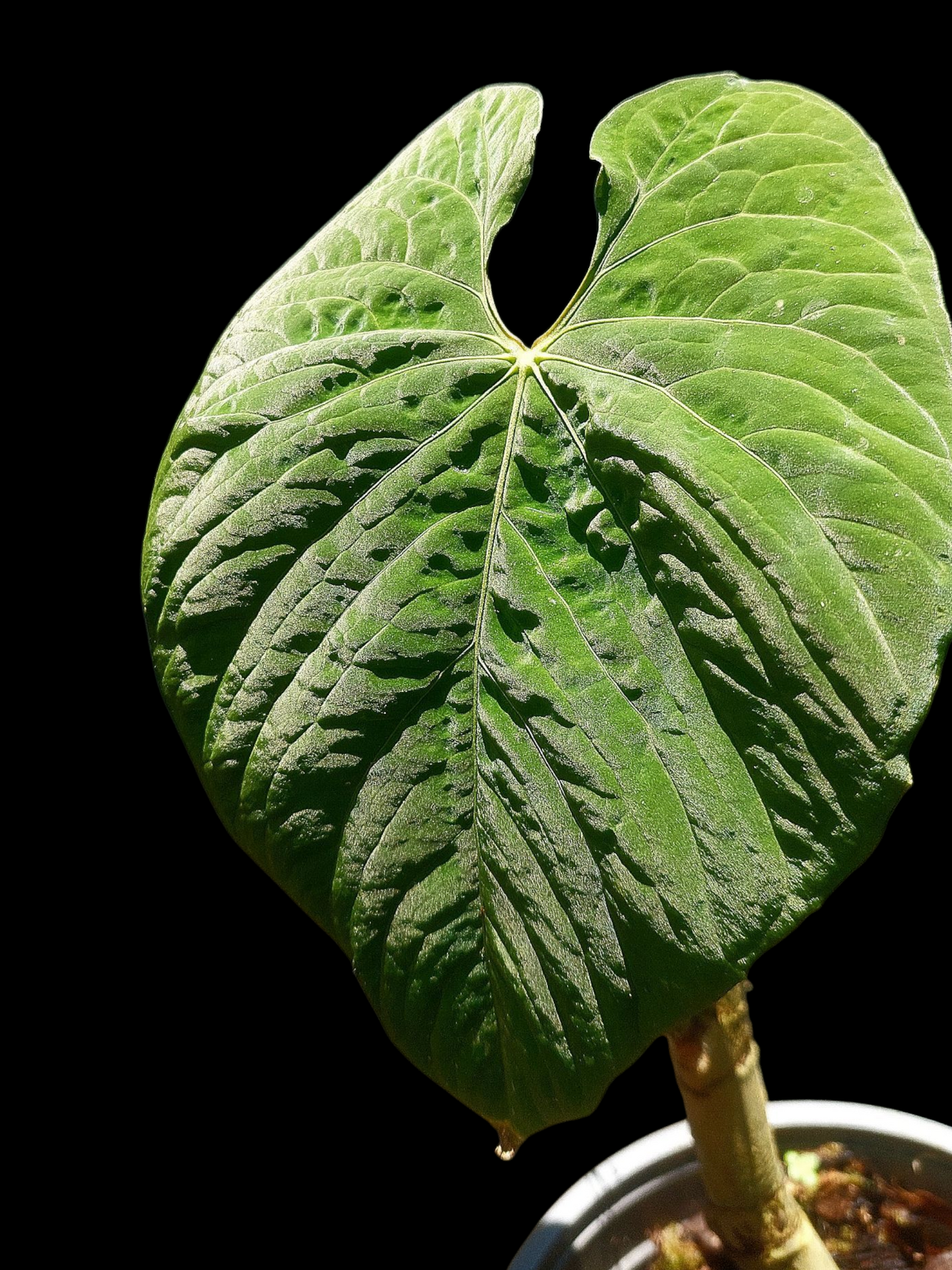 Anthurium Sp. 'Purple' BIG PLANT (EXACT PLANT)