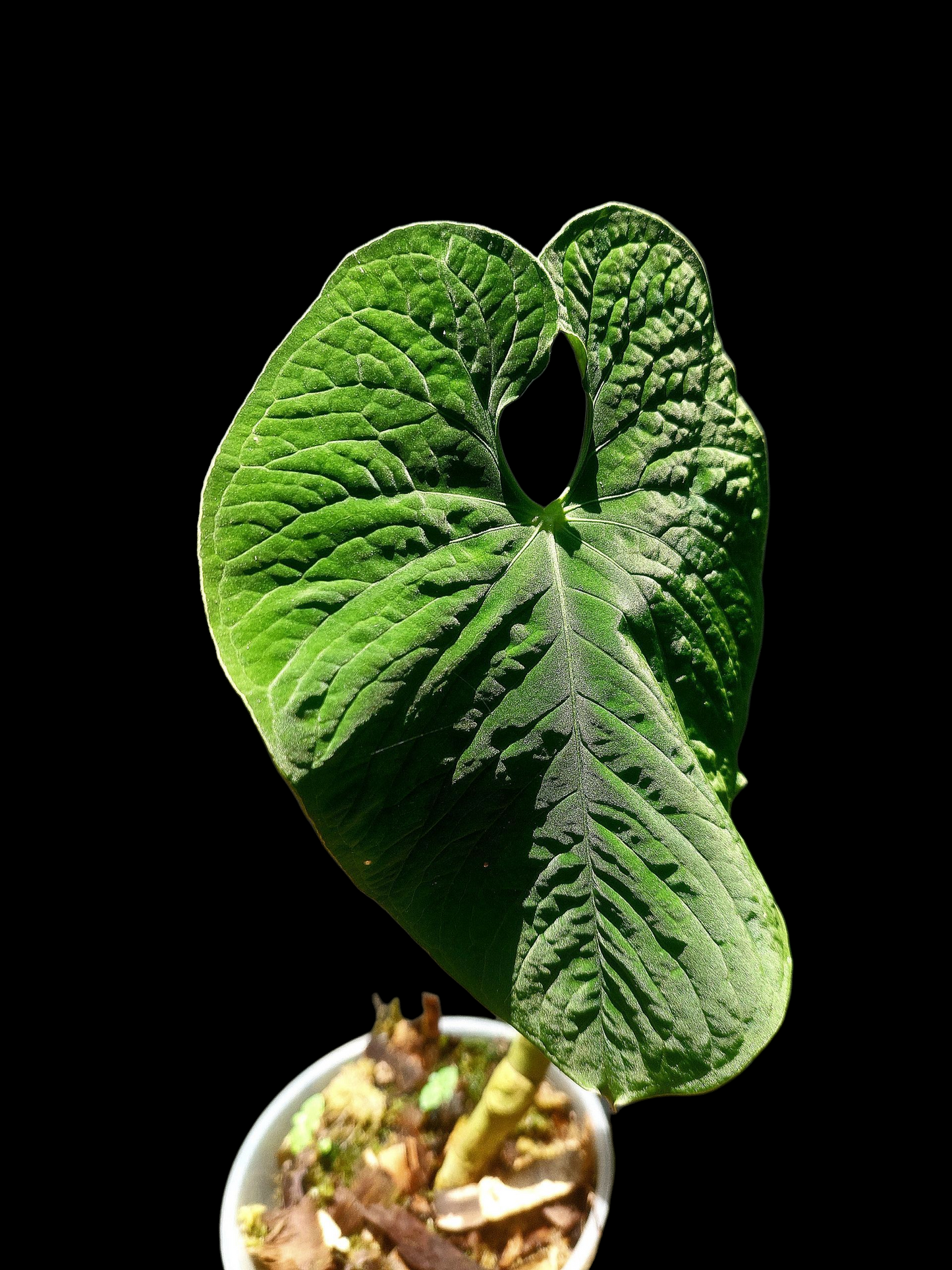 Anthurium Sp. 'Purple Velvet' BIG PLANT (EXACT PLANT)