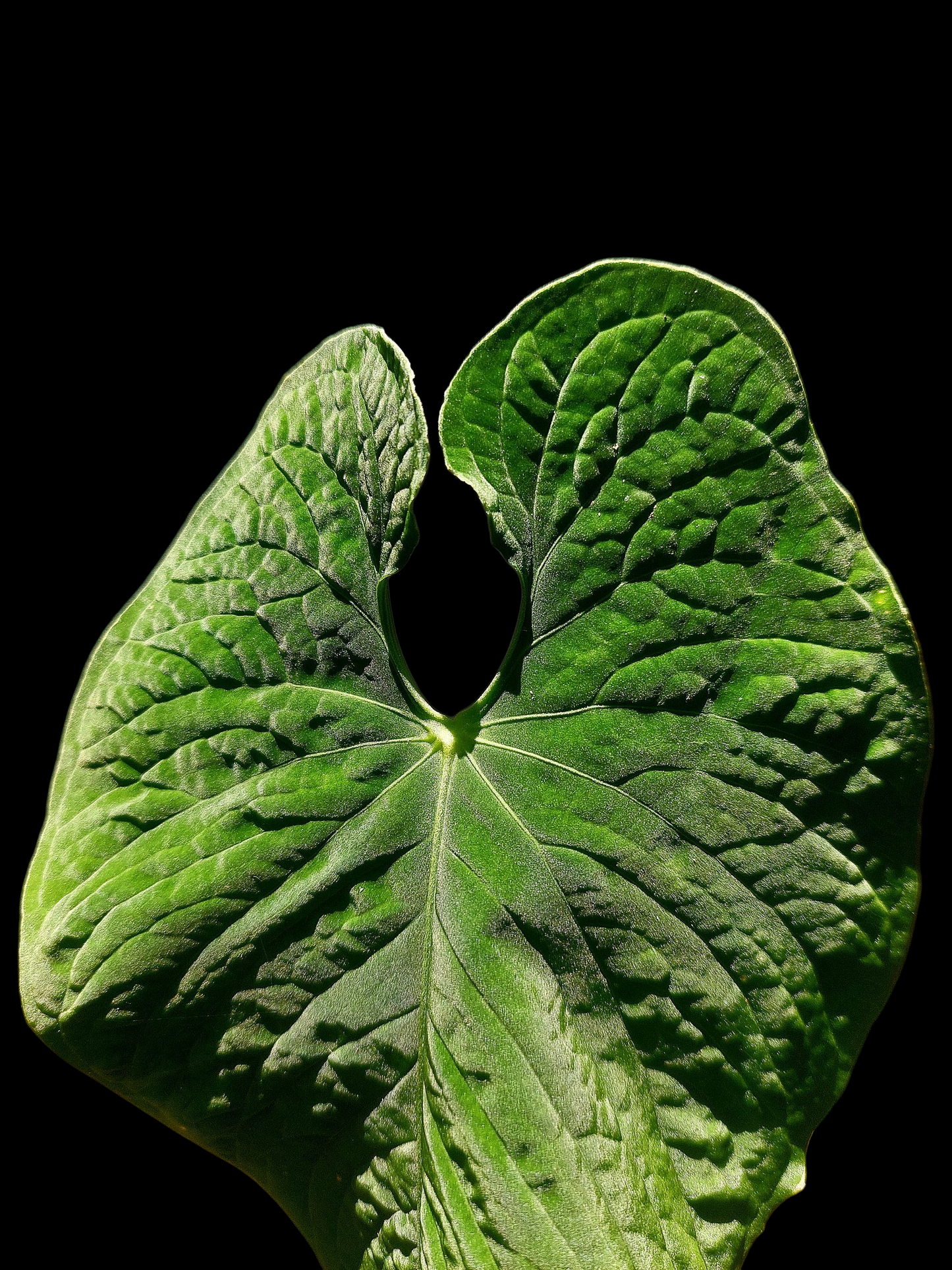 Anthurium Sp. 'Purple Velvet' BIG PLANT (EXACT PLANT)