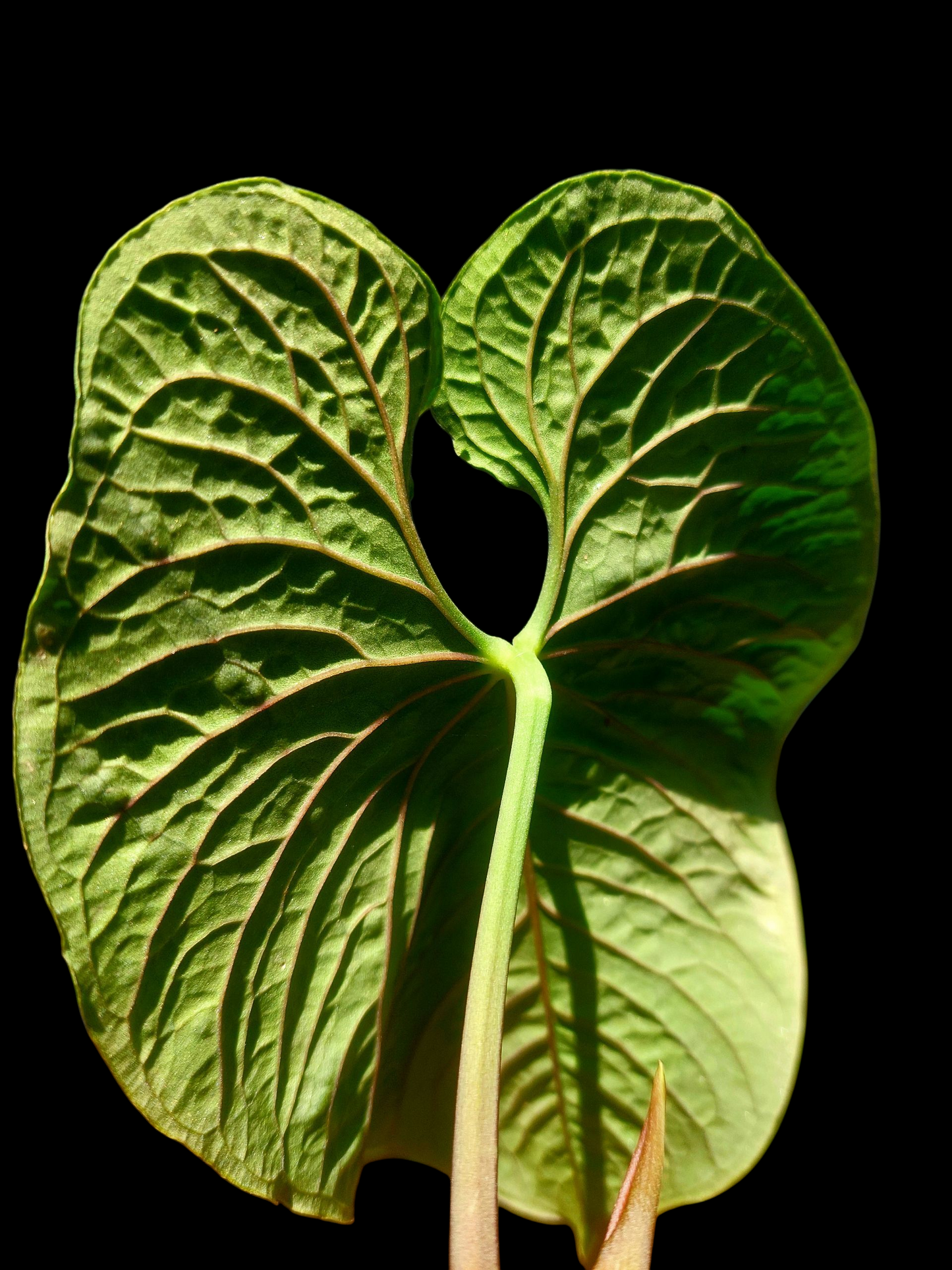 Anthurium Sp. 'Purple Velvet' BIG PLANT (EXACT PLANT)
