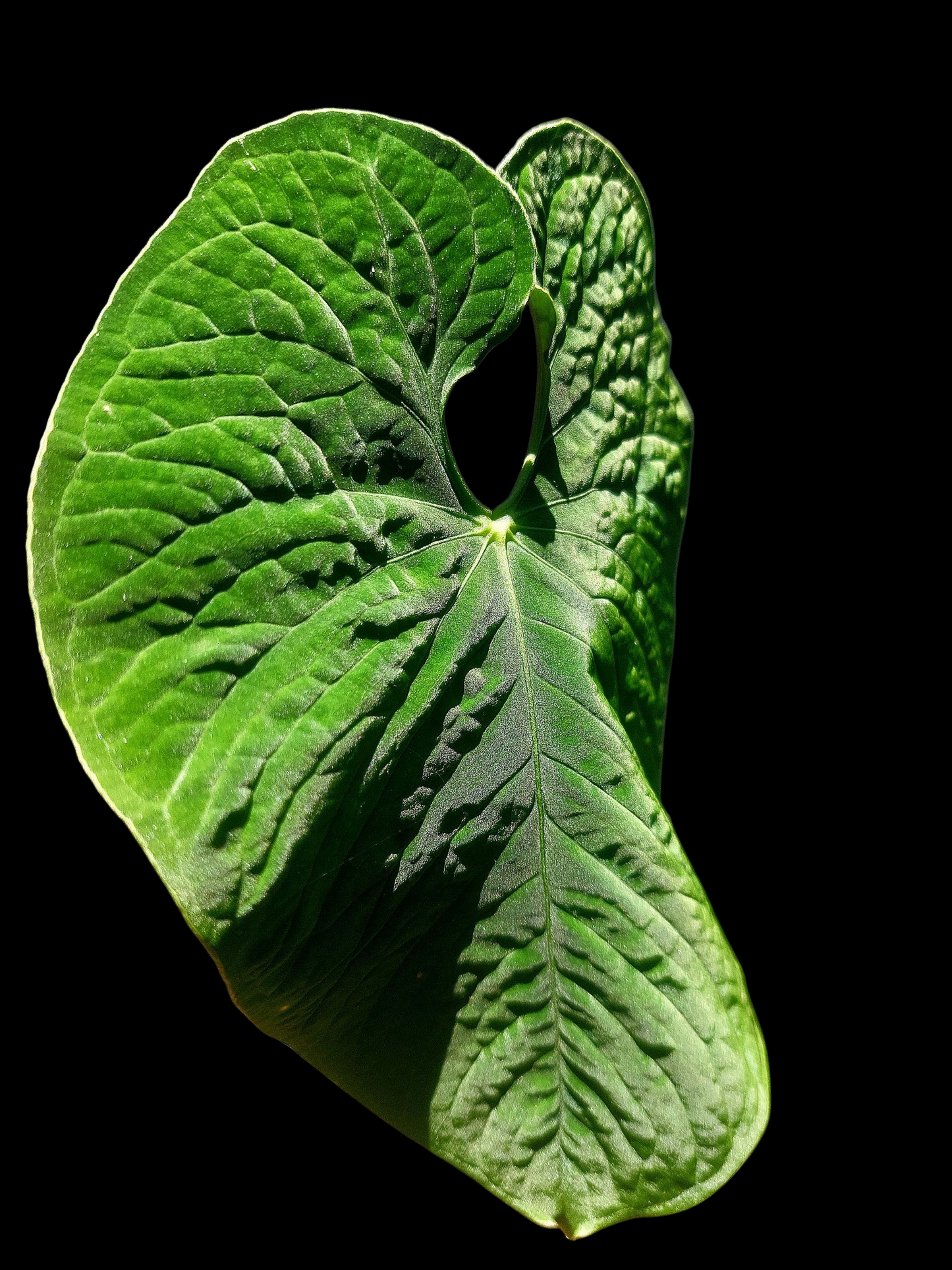 Anthurium Sp. 'Purple Velvet' BIG PLANT (EXACT PLANT)