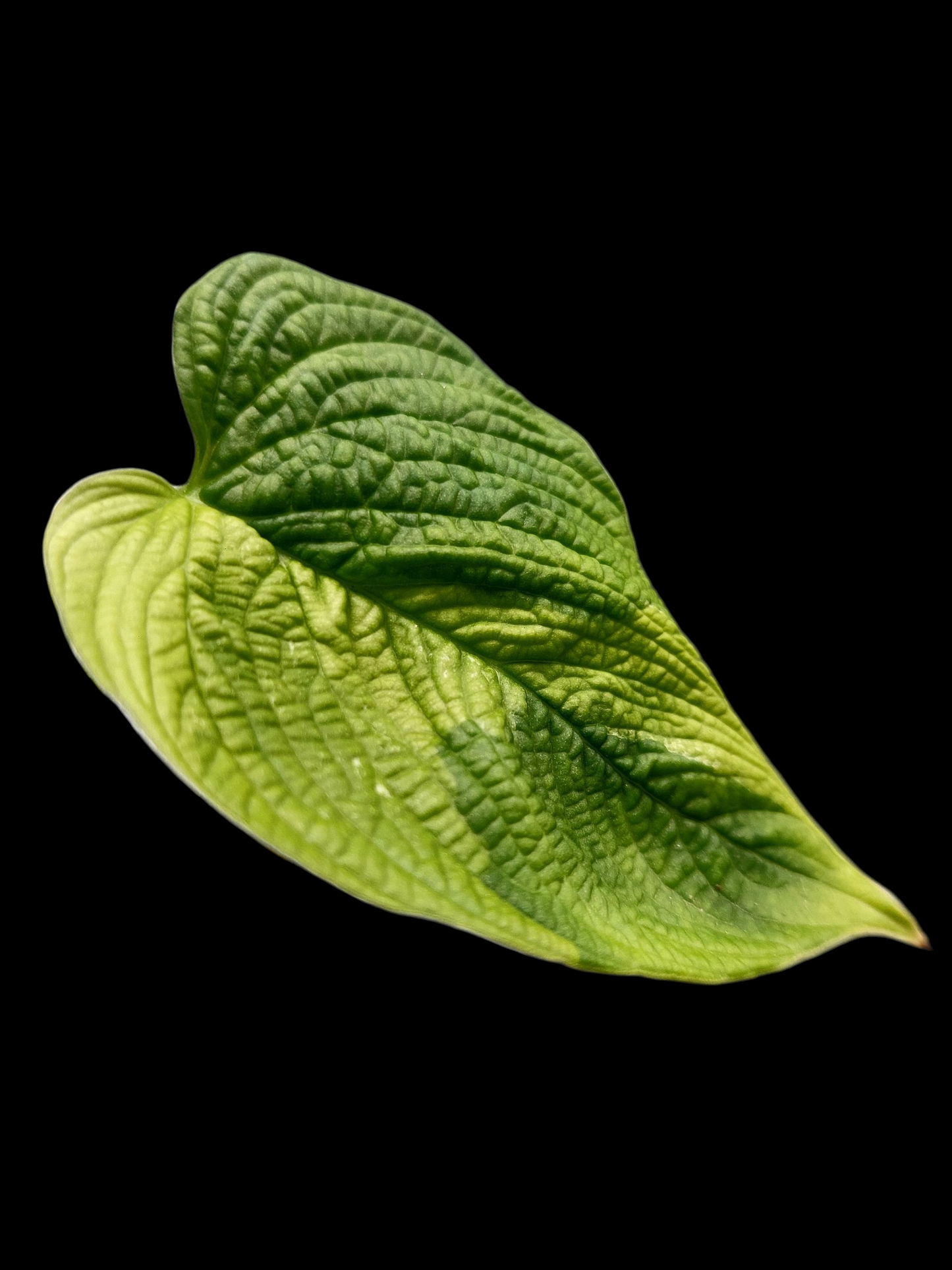 Philodendron Lynnhannoniae Special Phenotype (EXACT PLANT)