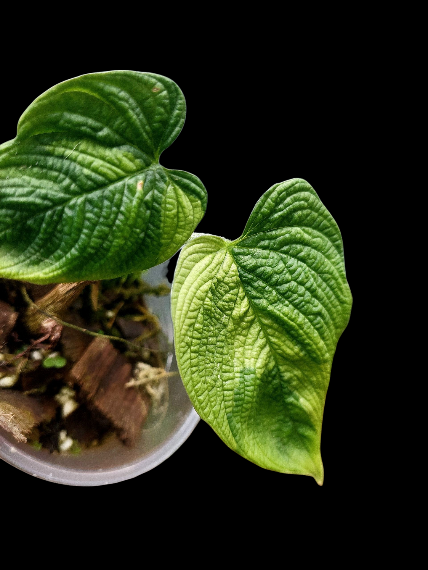 Philodendron Lynnhannoniae Special Phenotype (EXACT PLANT)