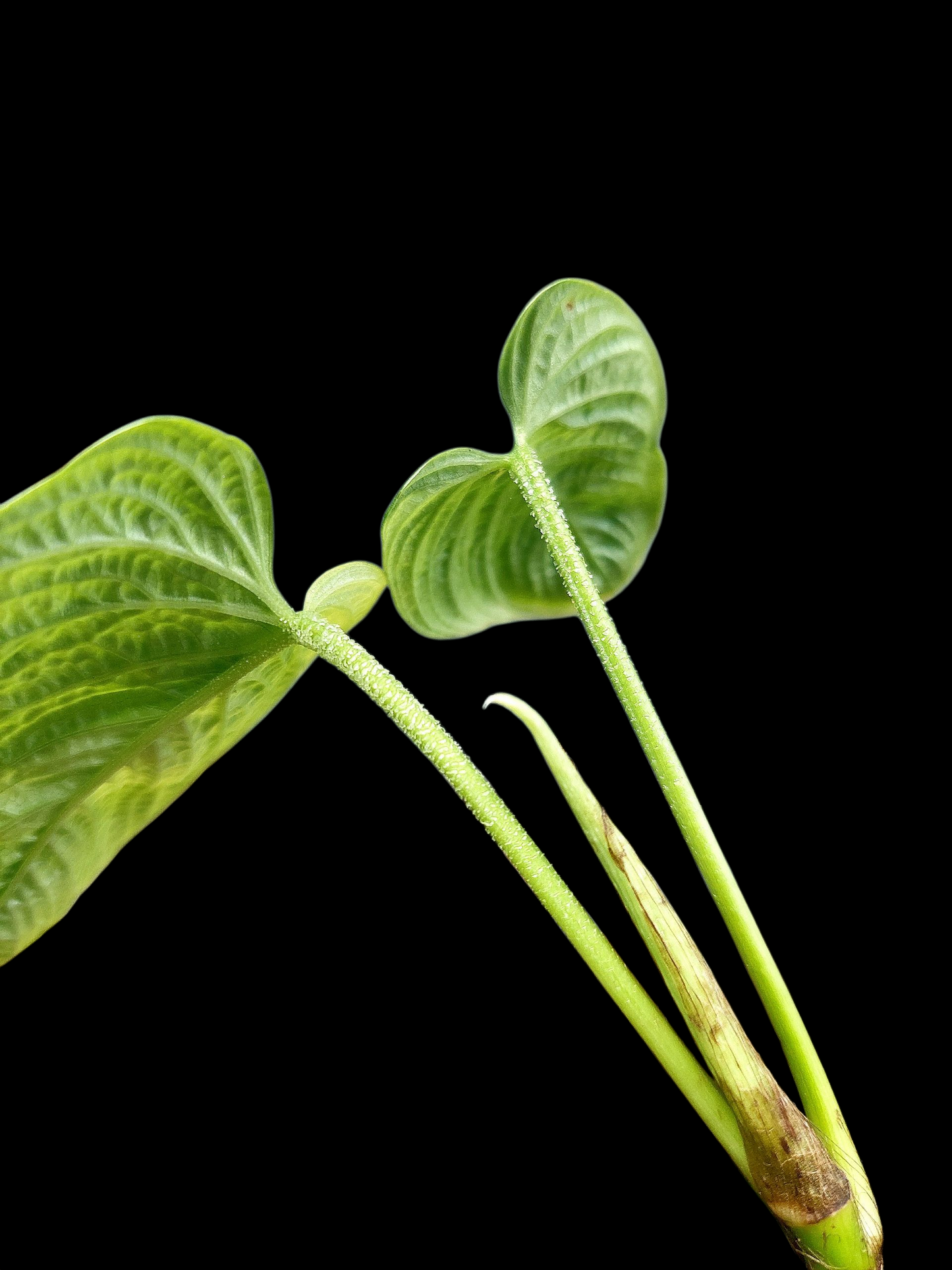 Philodendron Lynnhannoniae Special Phenotype (EXACT PLANT)