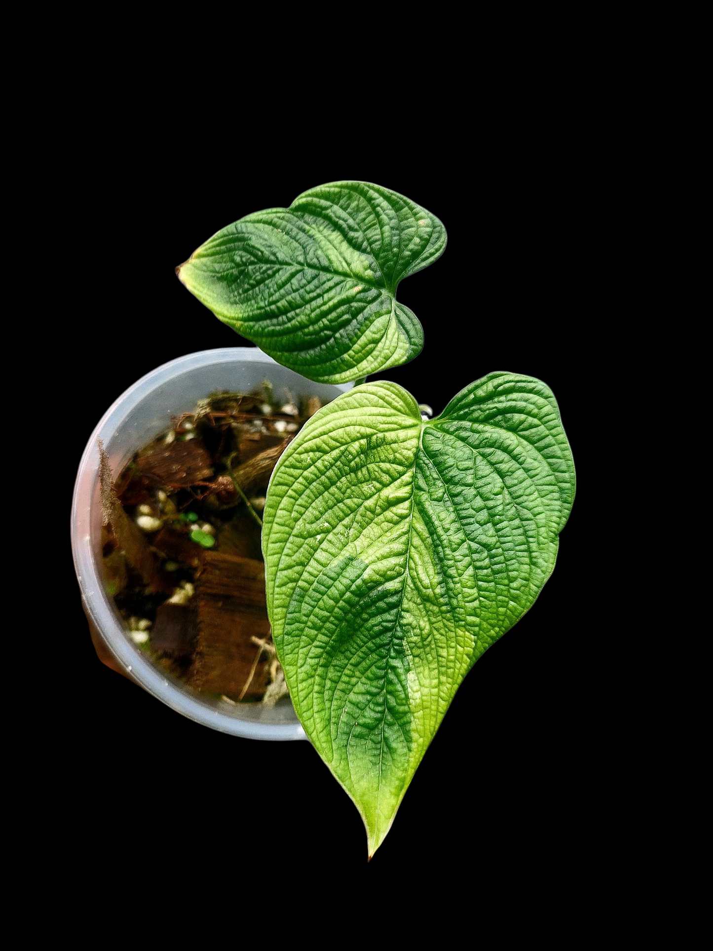 Philodendron Lynnhannoniae Special Phenotype (EXACT PLANT)
