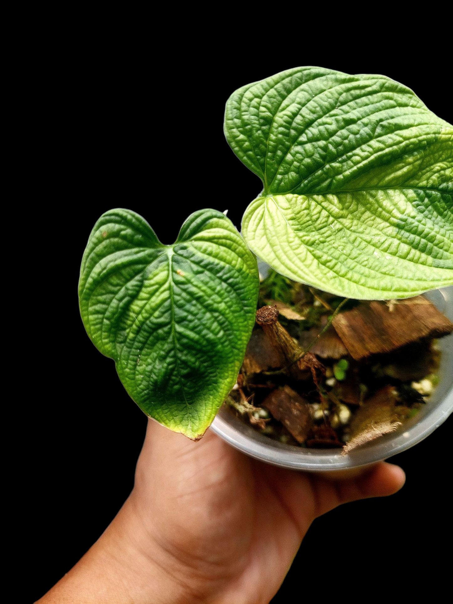 Philodendron Lynnhannoniae Special Phenotype (EXACT PLANT)
