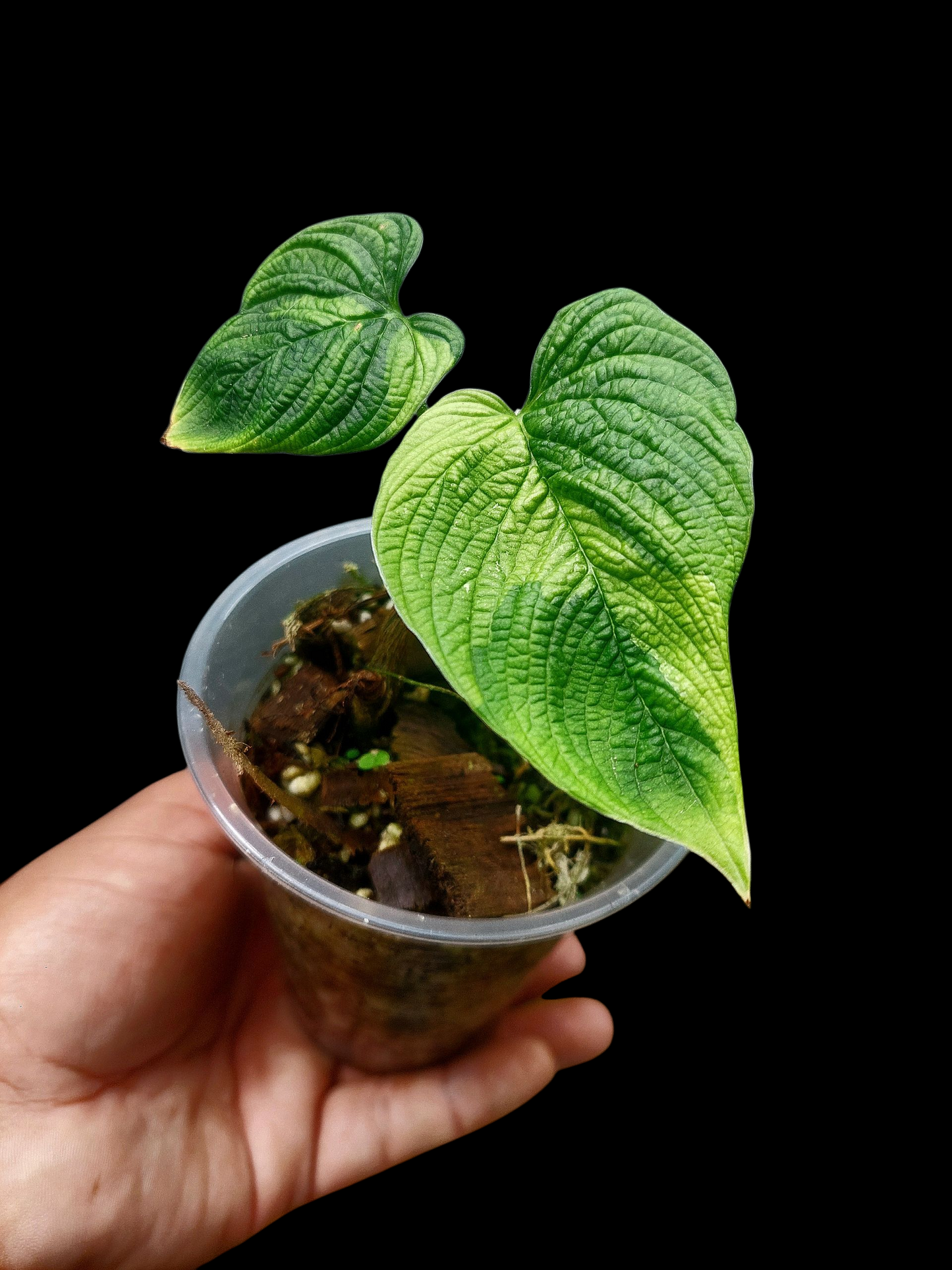 Philodendron Lynnhannoniae Special Phenotype (EXACT PLANT)