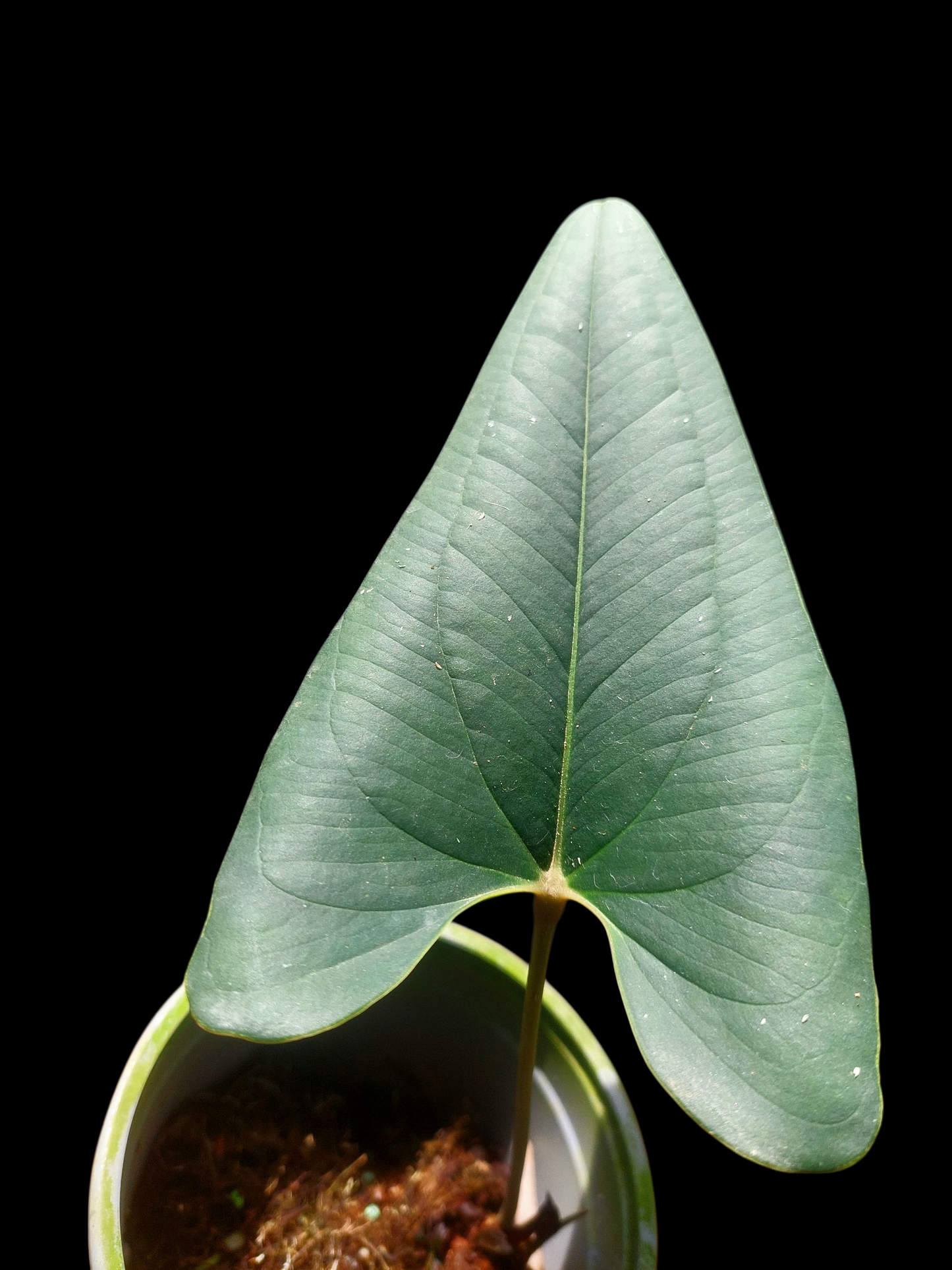 Anthurium sp. 'Indian arrow' (EXACT PLANT)
