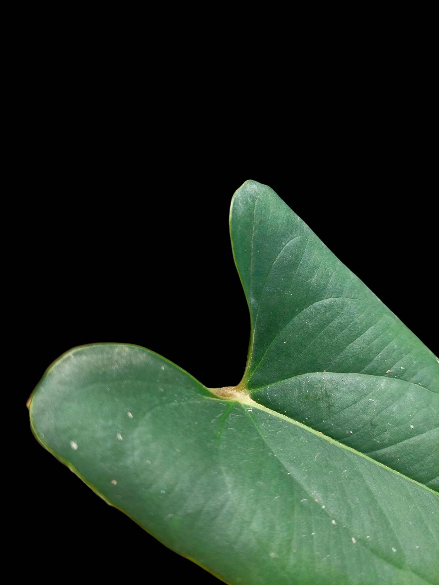 Anthurium sp. 'Indian arrow' (EXACT PLANT)