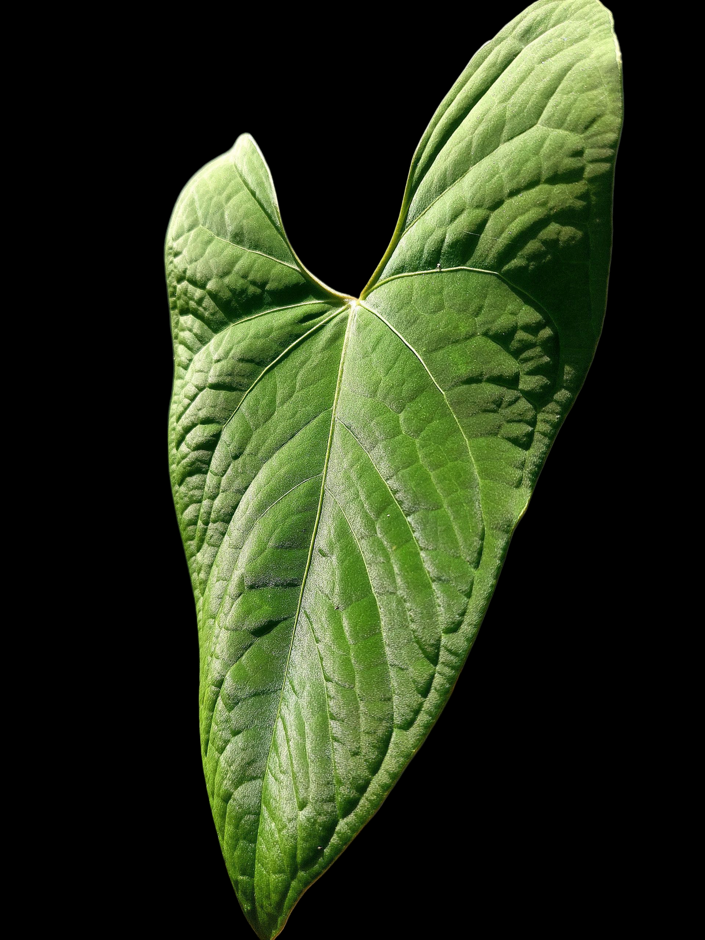 Anthurium sp. "Tarapoto Velvet" BIG PLANT (EXACT PLANT)