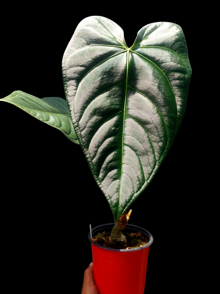 アンスリウム　Sp. The Hope of The Amazon Anthurium sp. 'Amazon Dark Emerald' with 2 Leaves BIG PLANT (EXACT