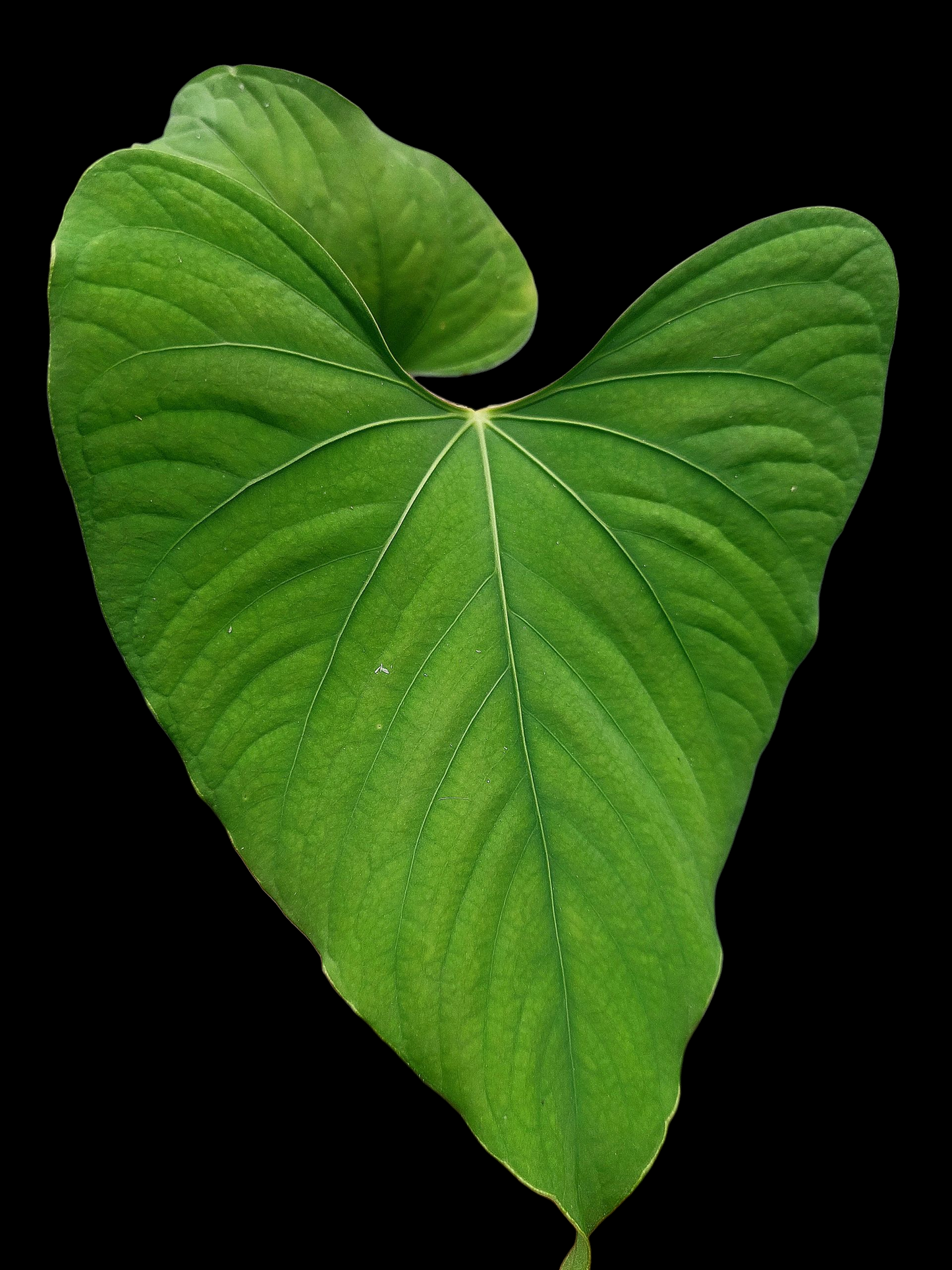 Anthurium sp. "Kunayala Glow" with 3 Leaves Wild Ecotype (EXACT PLANT)