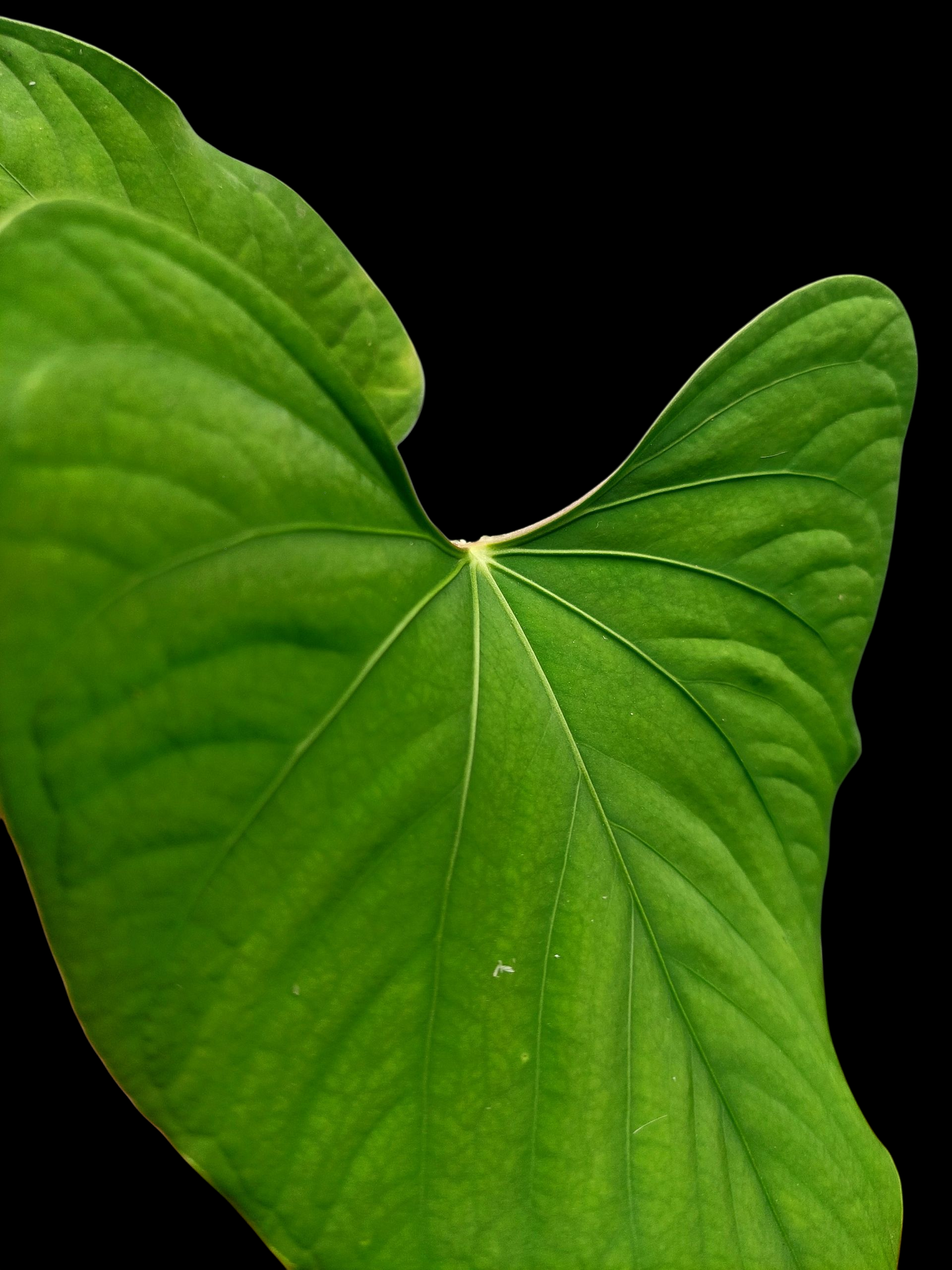 Anthurium sp. "Kunayala Glow" with 3 Leaves Wild Ecotype (EXACT PLANT)
