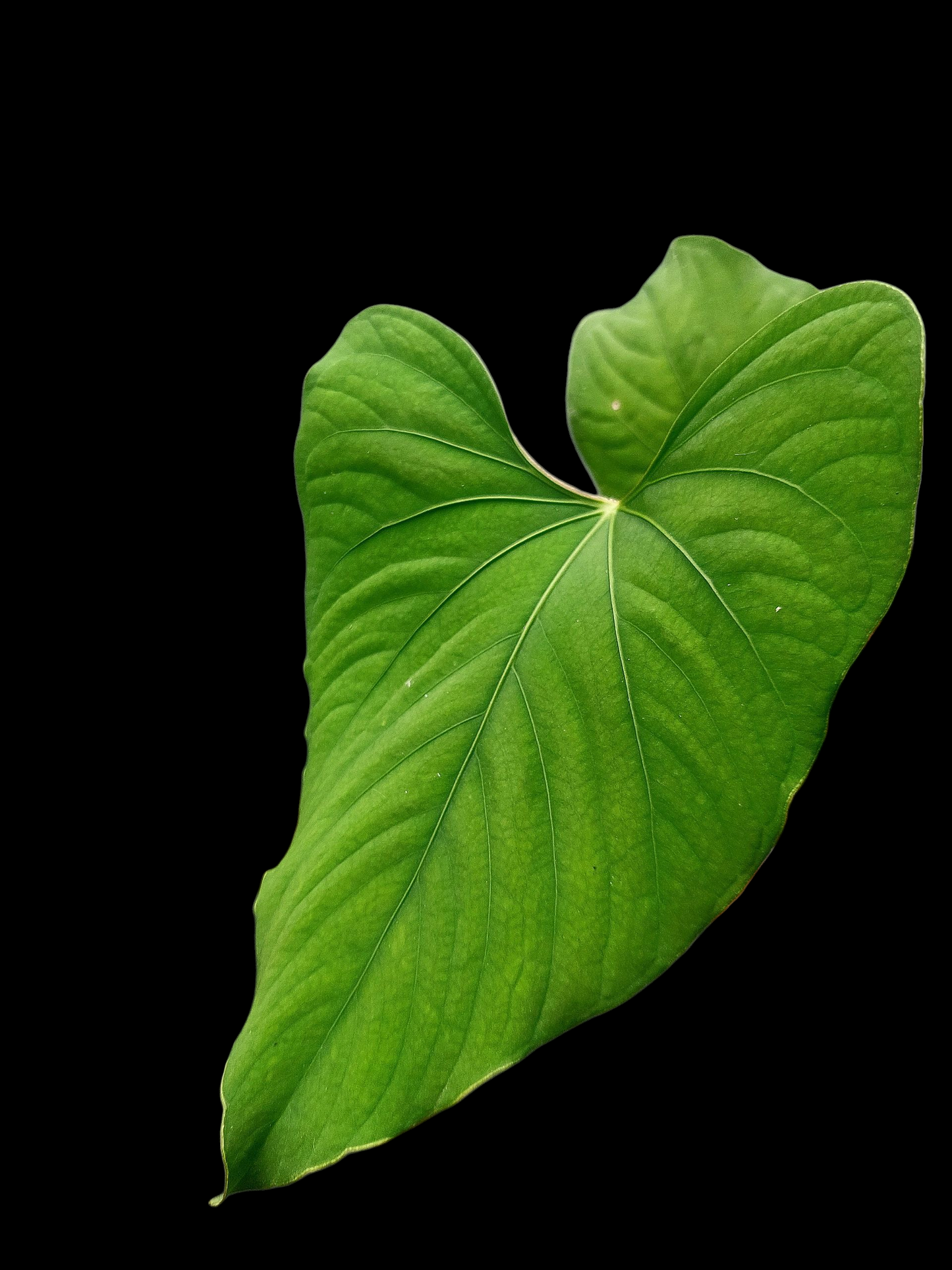 Anthurium sp. "Kunayala Glow" with 3 Leaves Wild Ecotype (EXACT PLANT)
