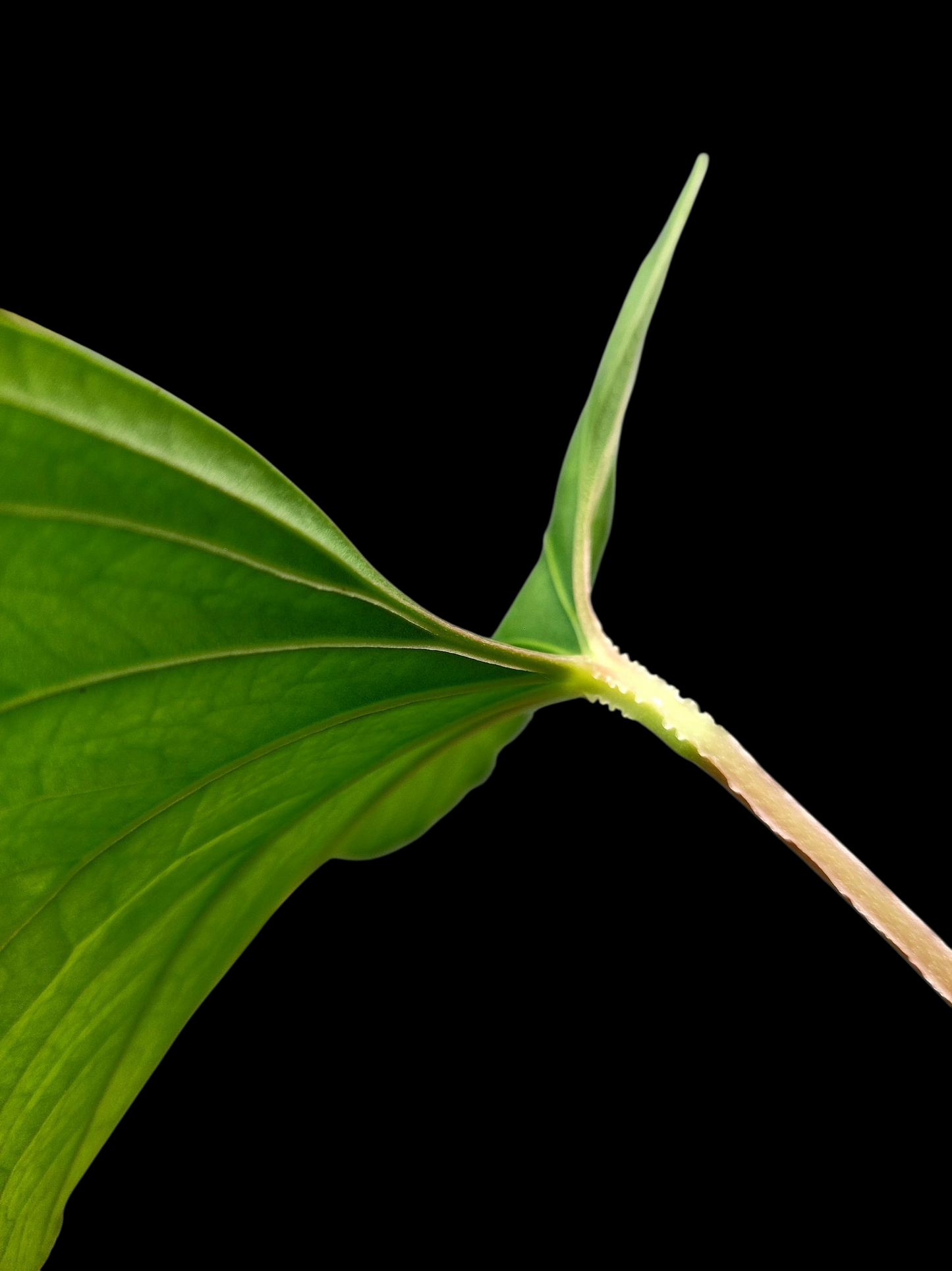 Anthurium sp. "Kunayala Glow" with 3 Leaves Wild Ecotype (EXACT PLANT)