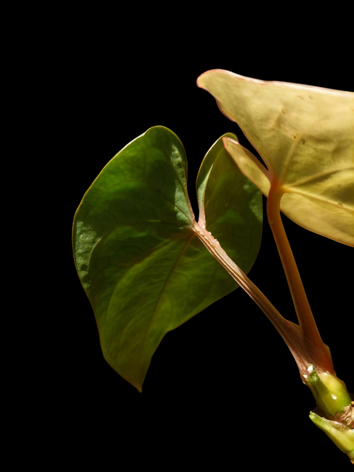 Anthurium sp. 'Huanuco Dark Velvet' with 2 Leaves (EXACT PLANT)