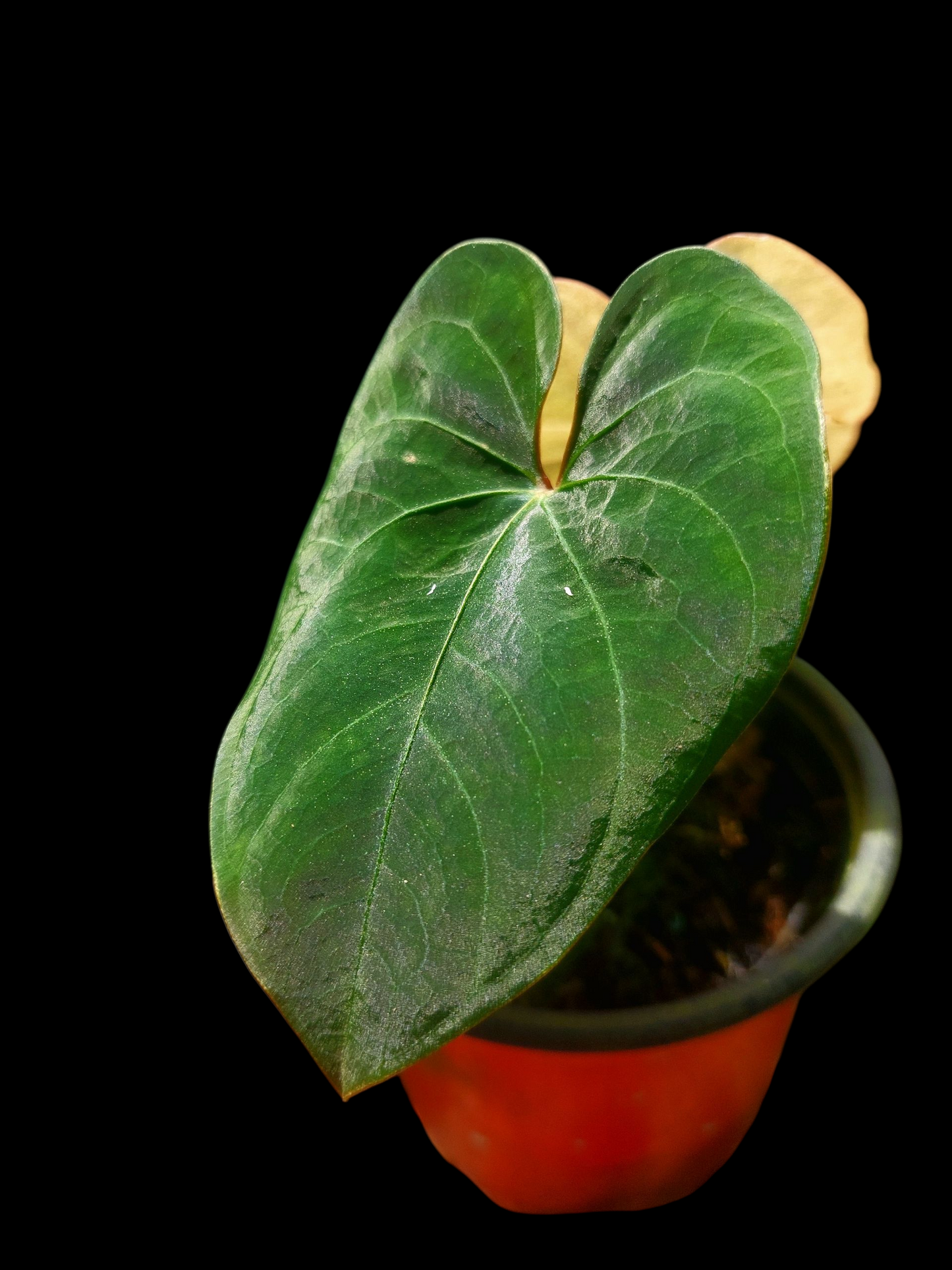 Anthurium sp. 'Huanuco Dark Velvet' with 2 Leaves (EXACT PLANT)