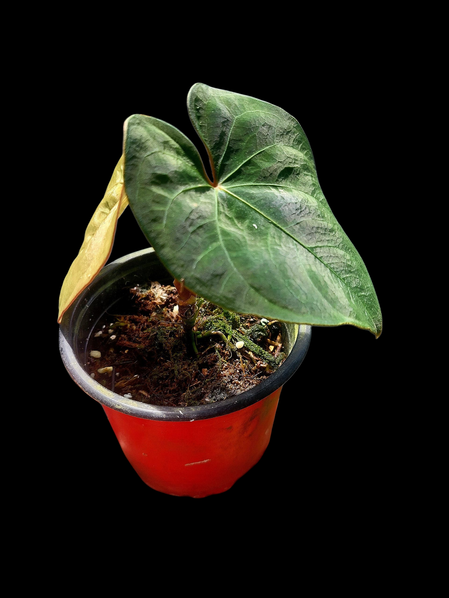 Anthurium sp. 'Huanuco Dark Velvet' with 2 Leaves (EXACT PLANT)