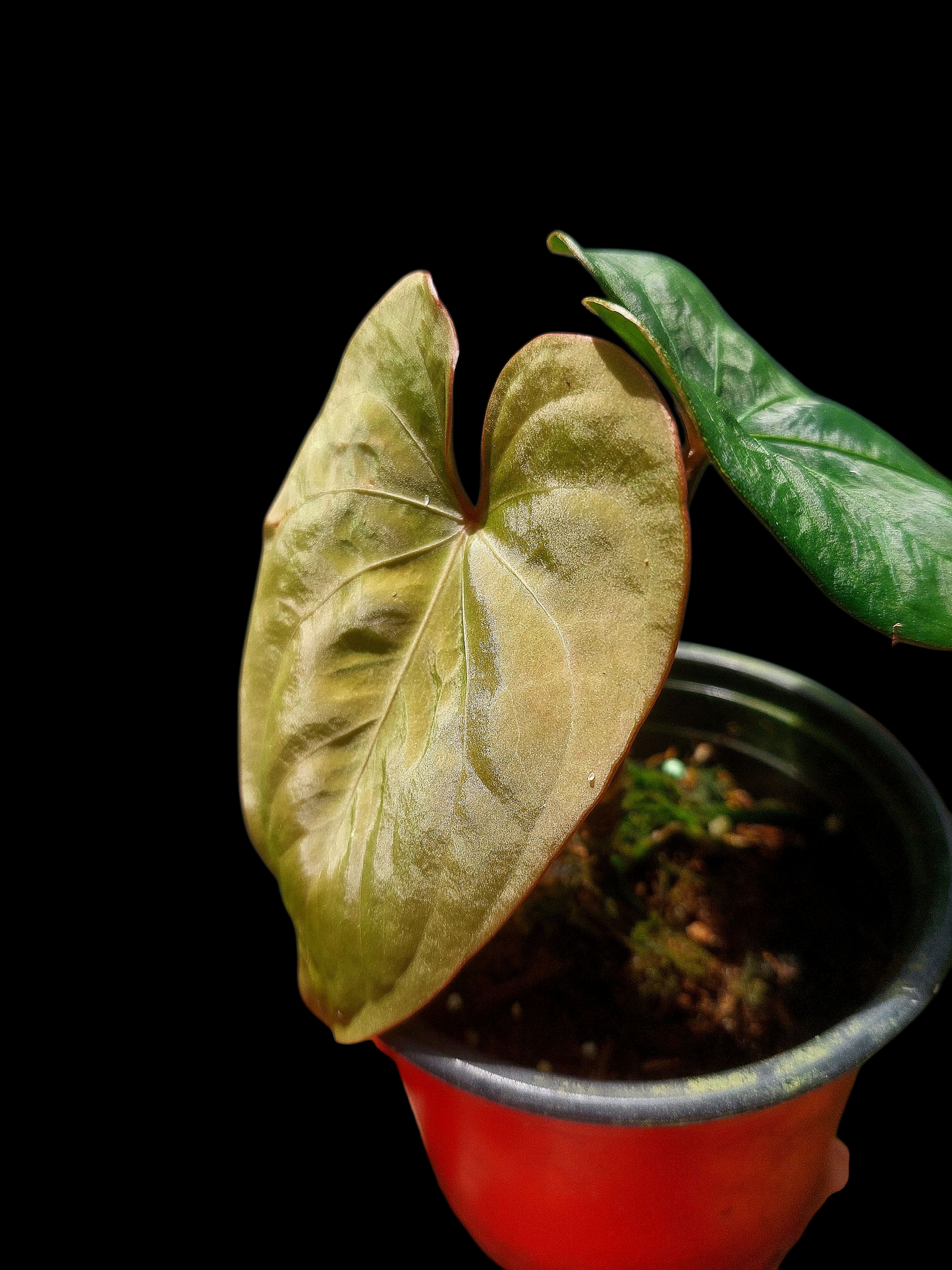 Anthurium sp. 'Huanuco Dark Velvet' with 2 Leaves (EXACT PLANT)