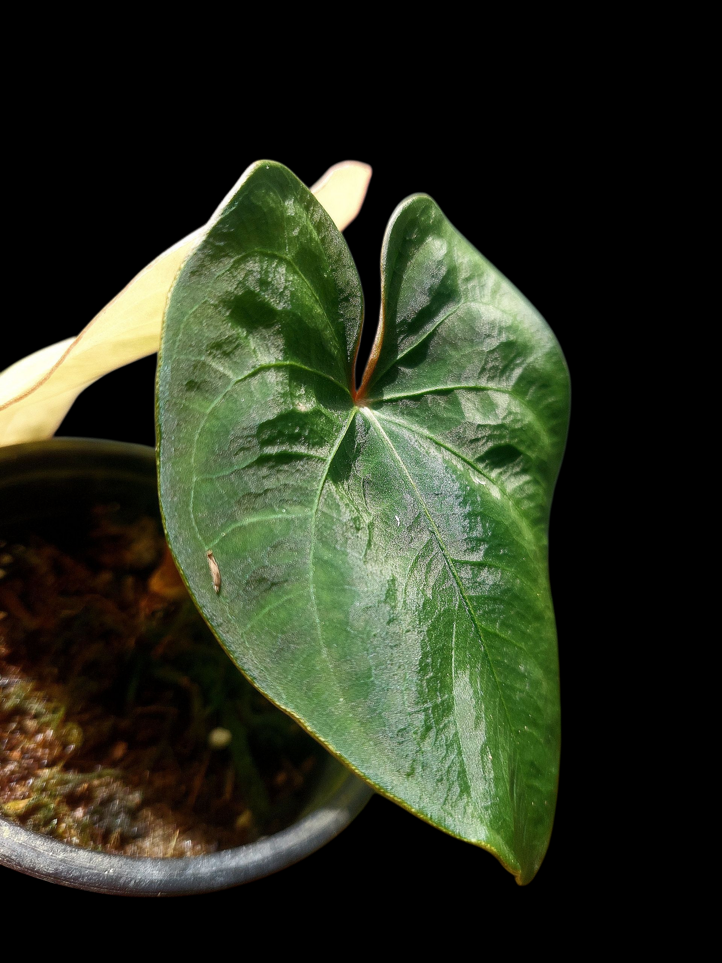 Anthurium sp. 'Huanuco Dark Velvet' with 2 Leaves (EXACT PLANT)