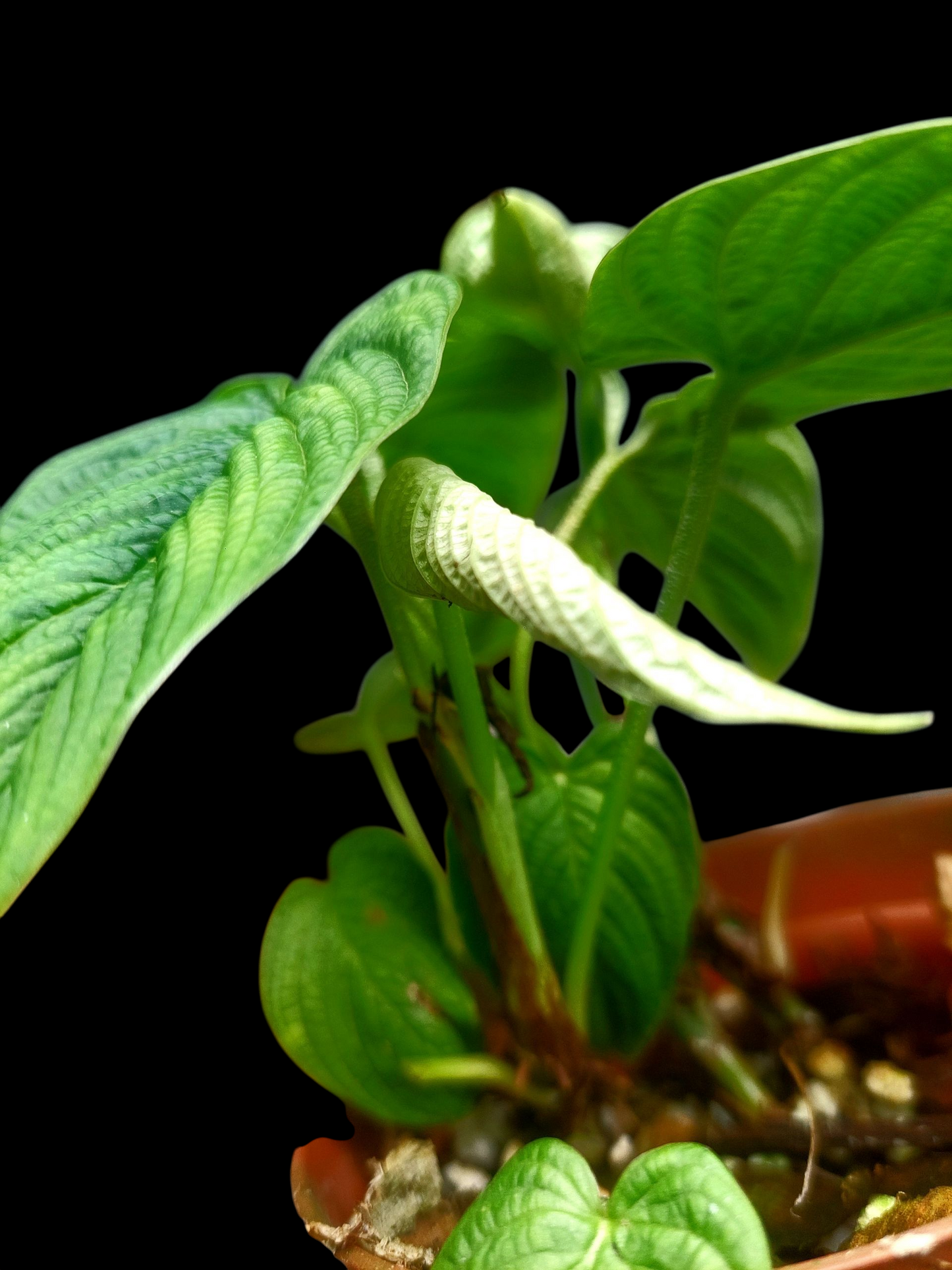 Philodendron Lynnhannoniae (EXACT PLANT)