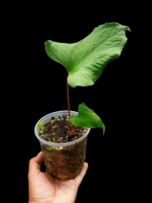 Anthurium sp. "Kunayala Glow" Red Petiole Wild Ecotype (EXACT PLANT)