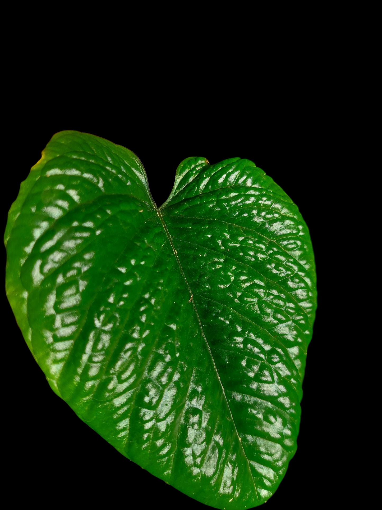 Anthurium Nutibarense Wild Ecotype (EXACT PLANT)