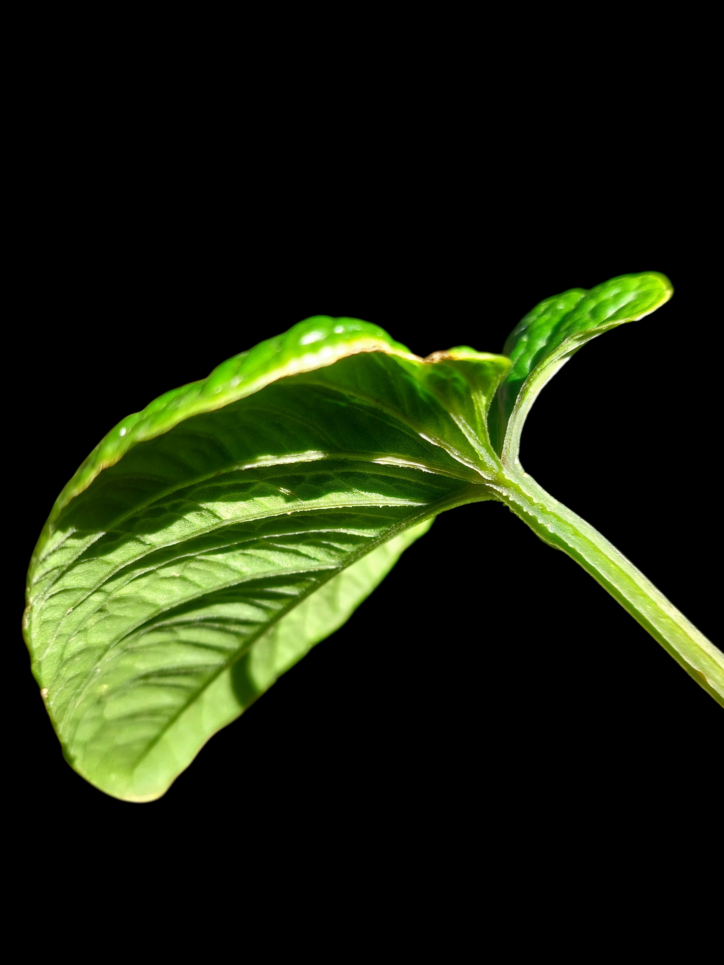 Anthurium Nutibarense Wild Ecotype (EXACT PLANT)