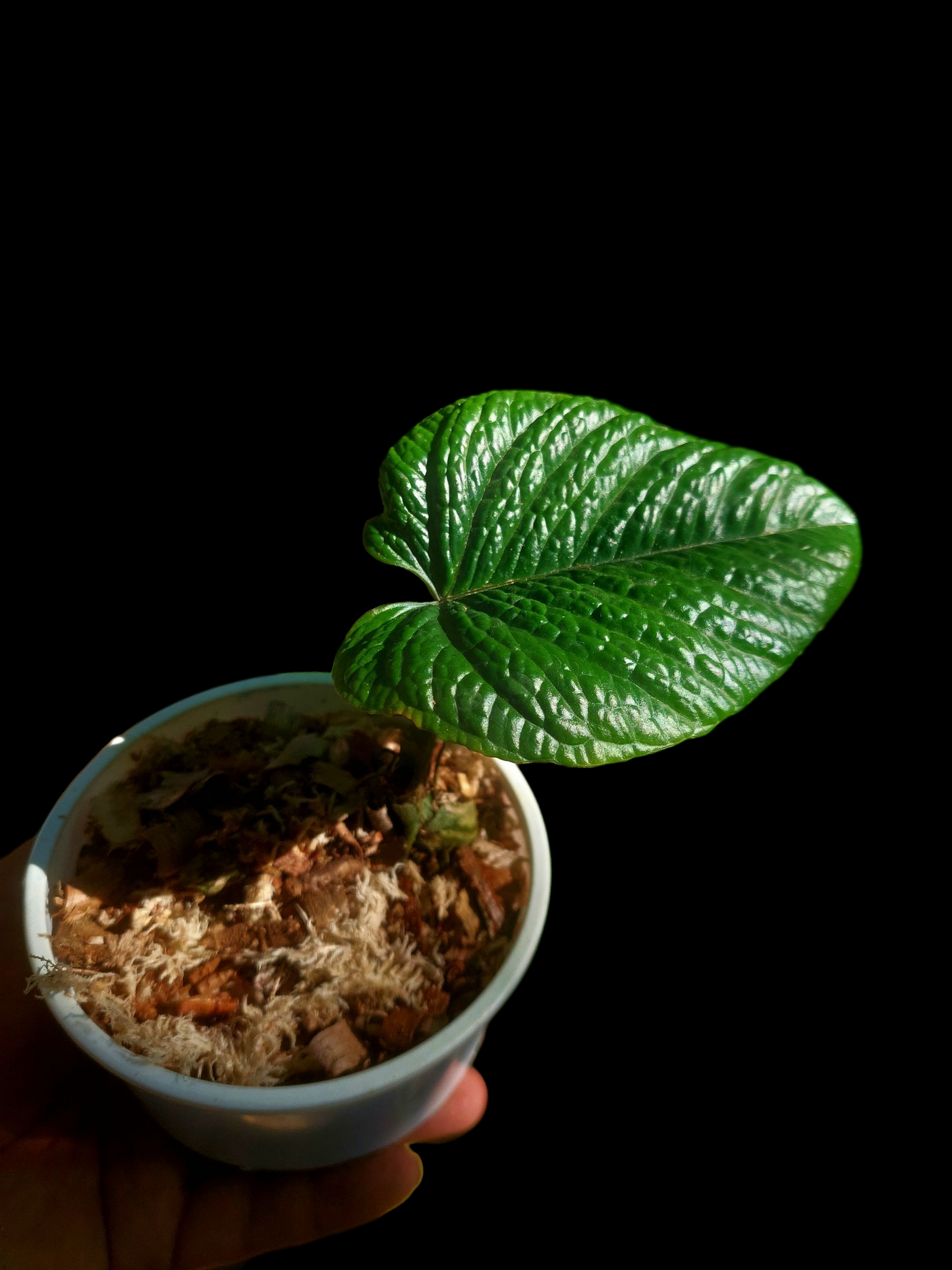 Anthurium Nutibarense Wild Ecotype (EXACT PLANT)