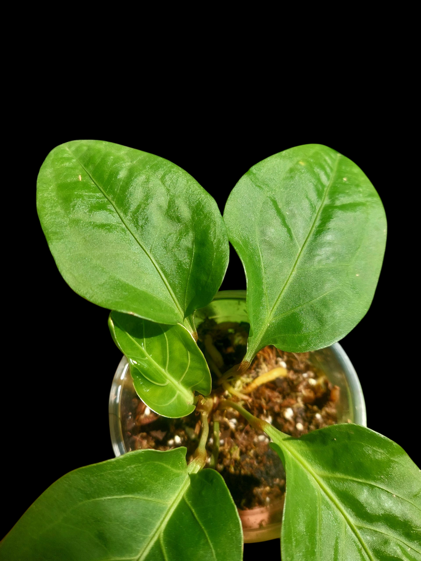 Anthurium Tarapotense Wild Ecotype (EXACT PLANT)