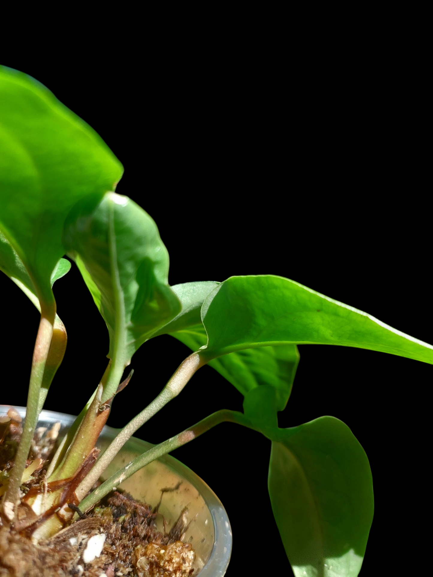 Anthurium Tarapotense Wild Ecotype (EXACT PLANT)
